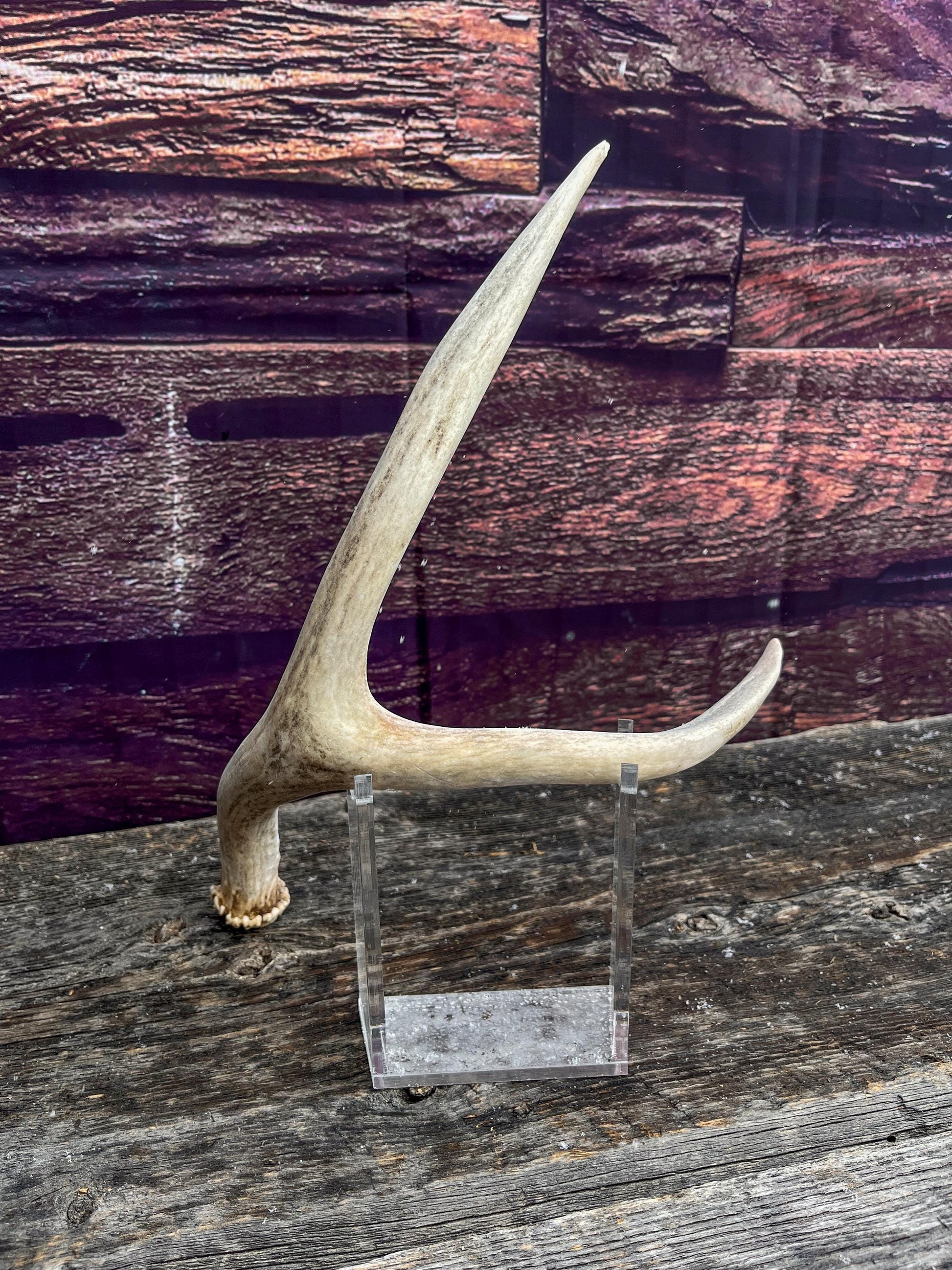 Small Mule Deer Antler. Decor piece, Table Centerpiece, and More.