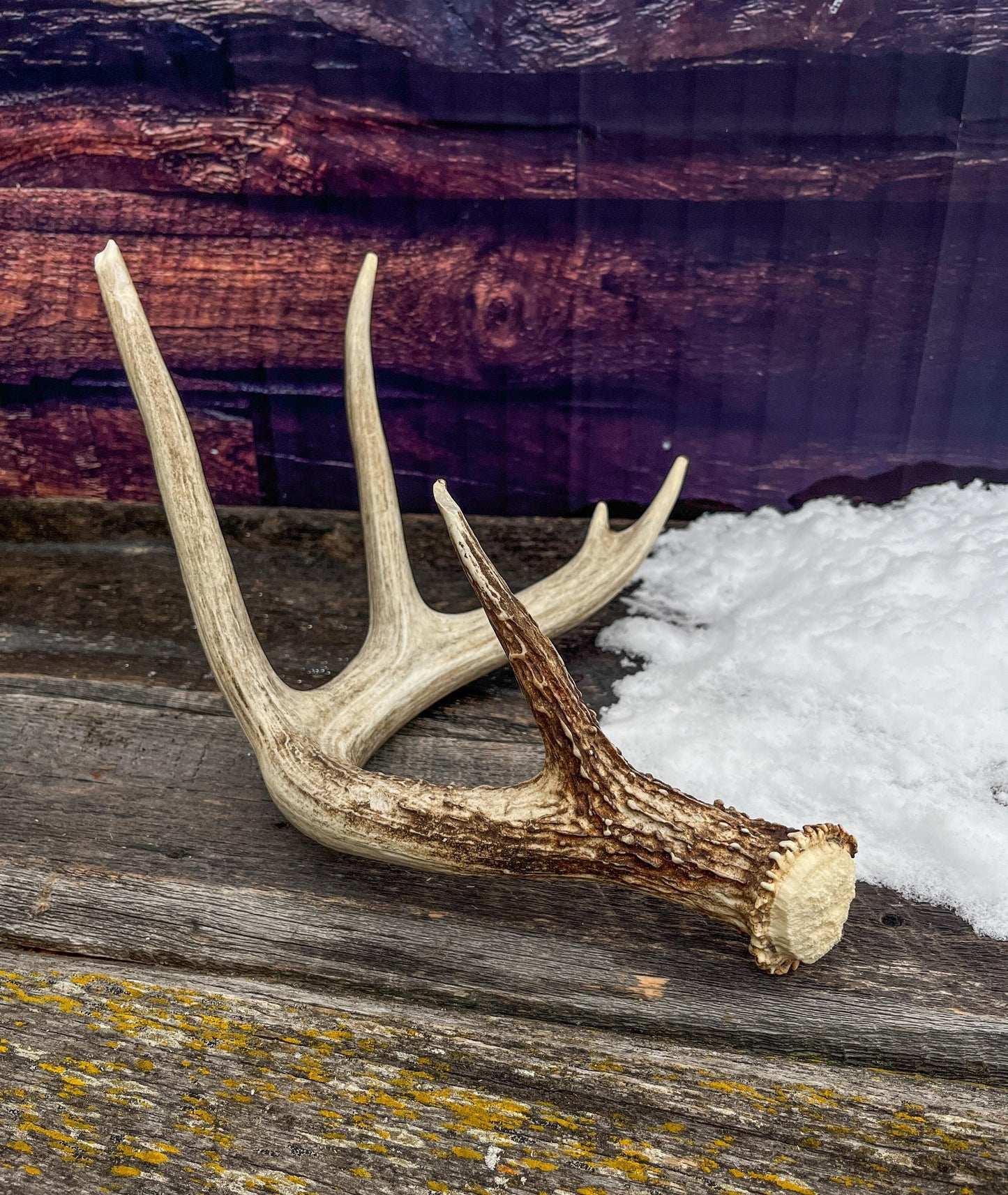 White-tailed Deer Antler - 5 Point Canadian White-tailed Deer Shed Antler. Decor, Interior Design, Farmhouse and more!