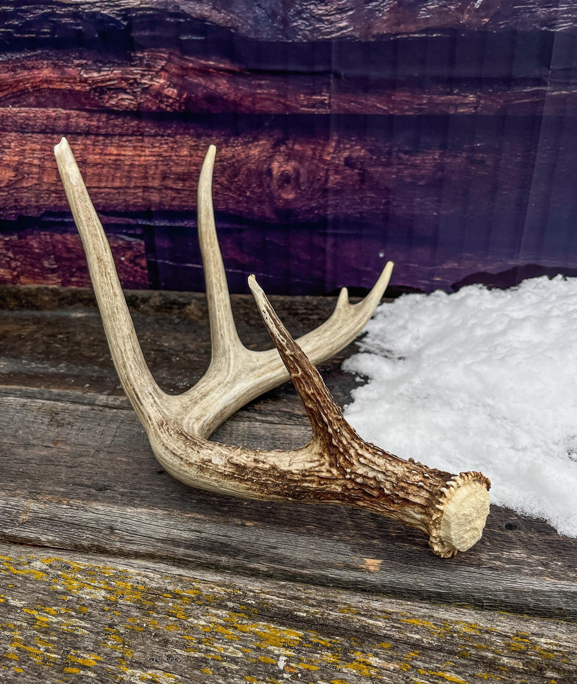 White-tailed Deer Antler - 5 Point Canadian White-tailed Deer Shed Antler. Decor, Interior Design, Farmhouse and more!