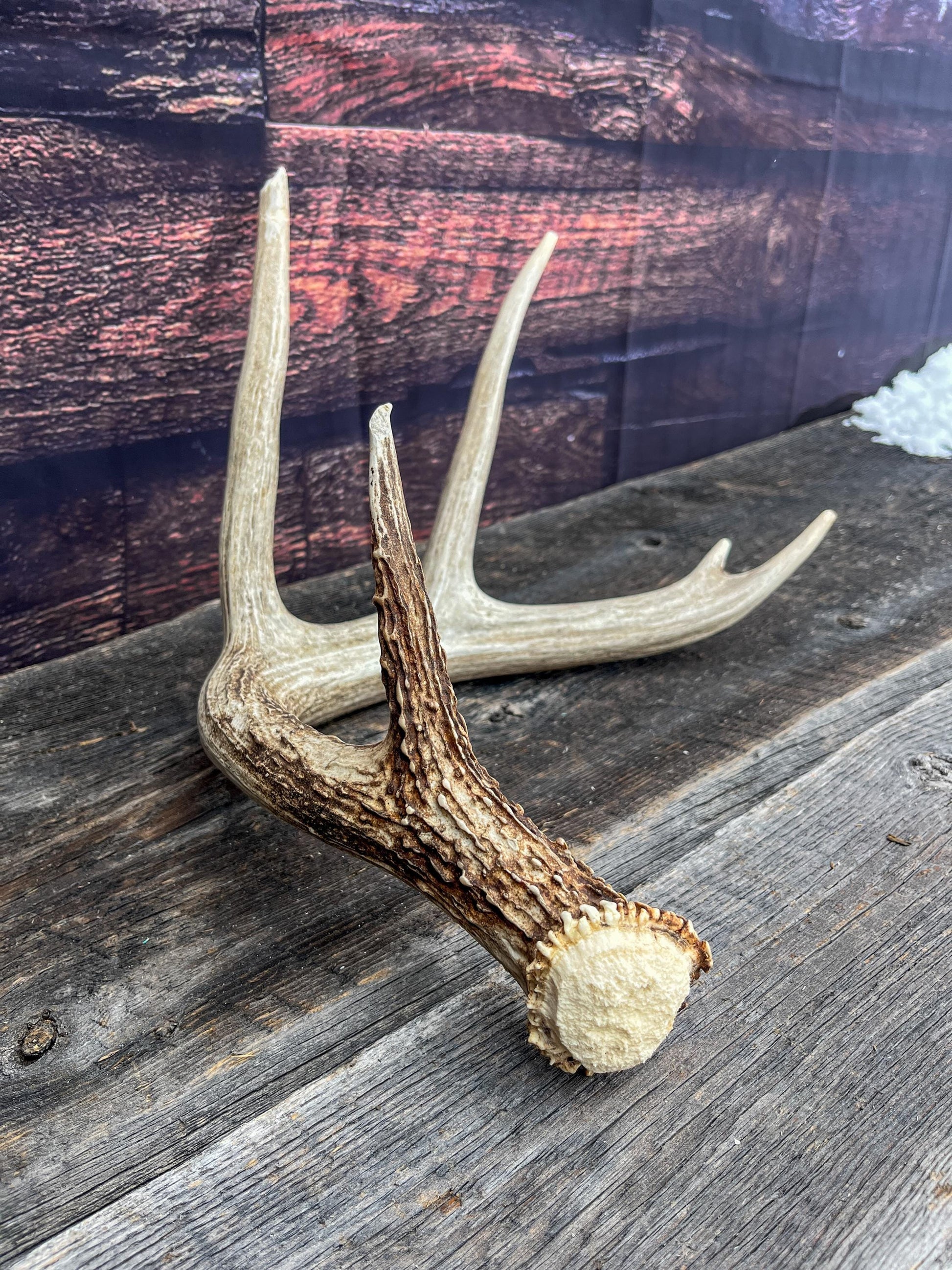 White-tailed Deer Antler - 5 Point Canadian White-tailed Deer Shed Antler. Decor, Interior Design, Farmhouse and more!