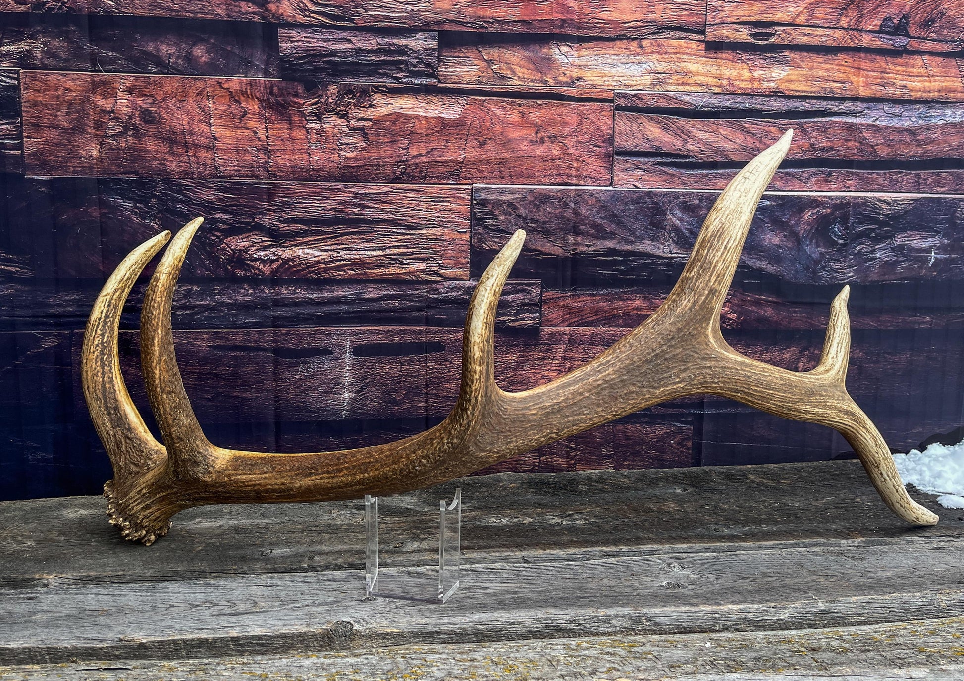 Elk Antler. X-Large, Very Fresh Elk Shed for Crafting, Home Decor, and More.