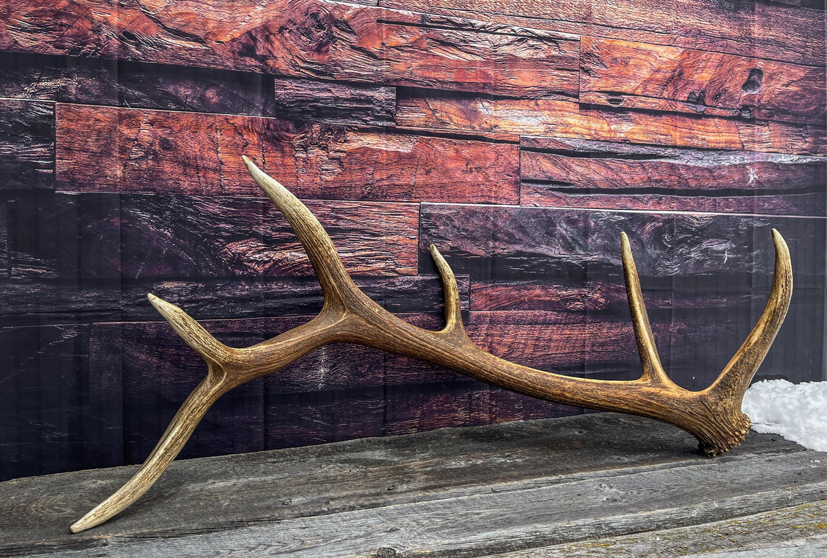 Elk Antler. X-Large, Very Fresh Elk Shed for Crafting, Home Decor, and More.