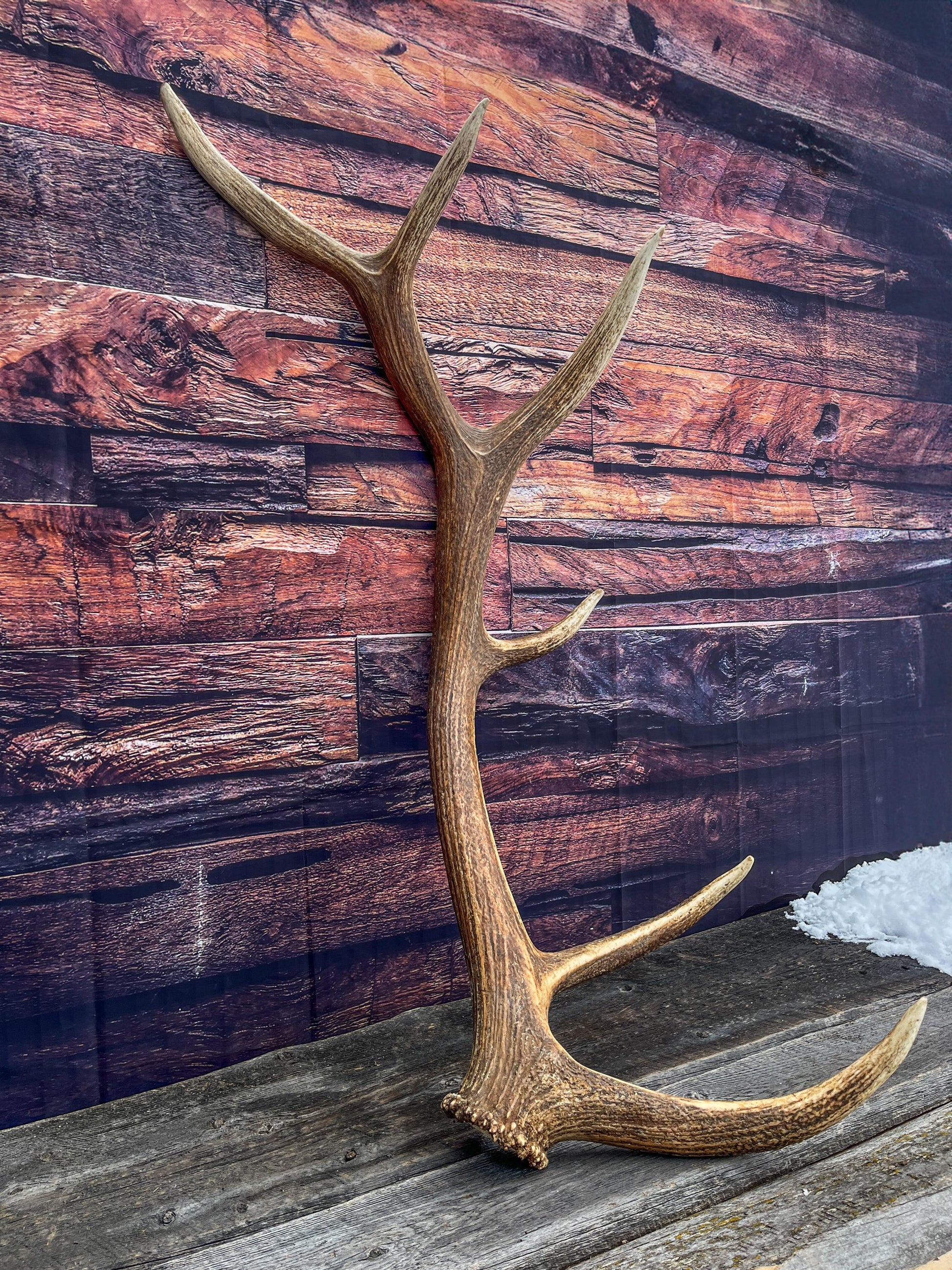 Elk Antler. X-Large, Very Fresh Elk Shed for Crafting, Home Decor, and More.
