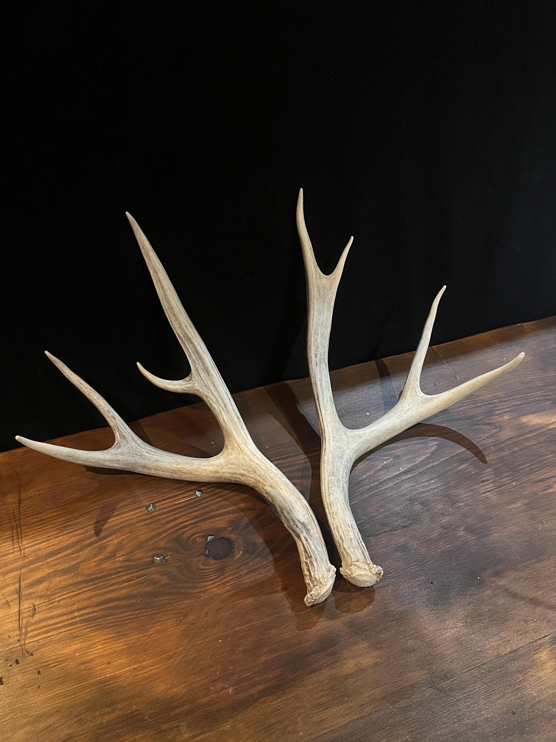 Deer Antlers - Medium-small sized Mule deer sheds, matched pair! Naturally shed. Decor. Crafting and More!