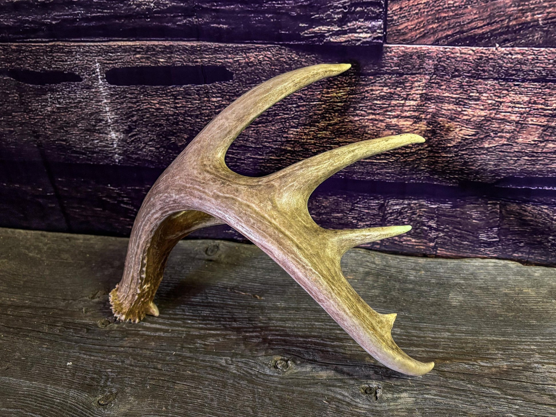 White-tailed Deer Antler - Large, Wild Canadian antler for decor, design, crafting and more!