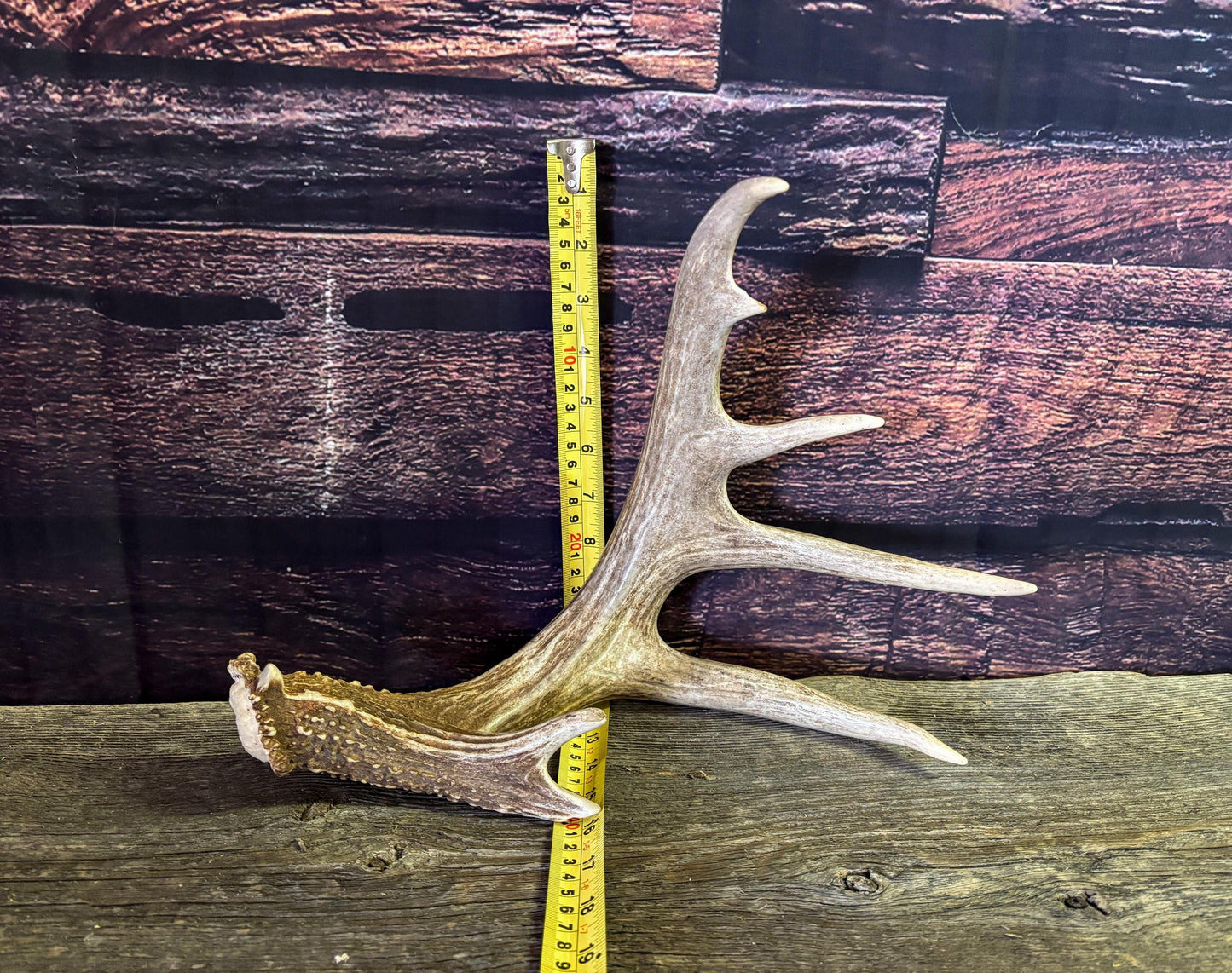 White-tailed Deer Antler - Large, Wild Canadian antler for decor, design, crafting and more!