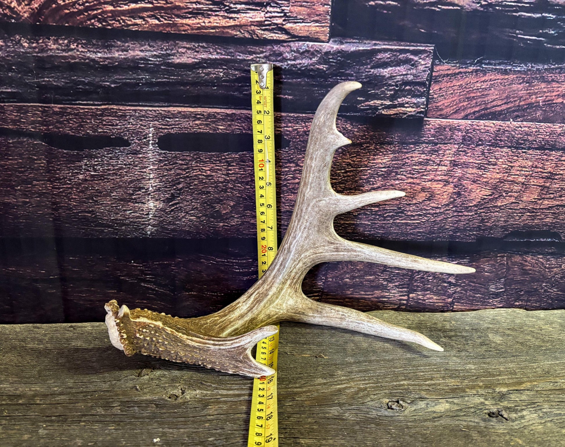 White-tailed Deer Antler - Large, Wild Canadian antler for decor, design, crafting and more!