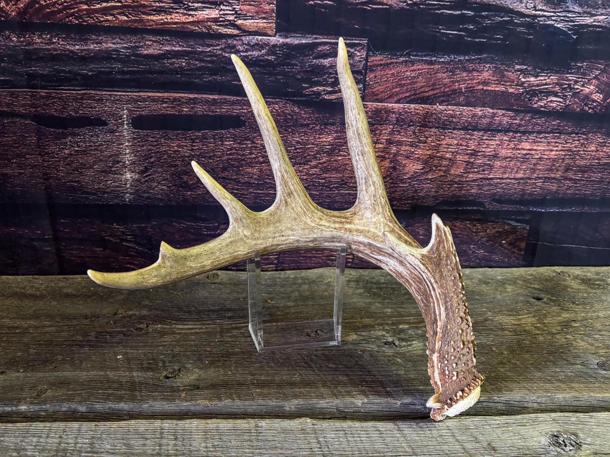 White-tailed Deer Antler - Large, Wild Canadian antler for decor, design, crafting and more!