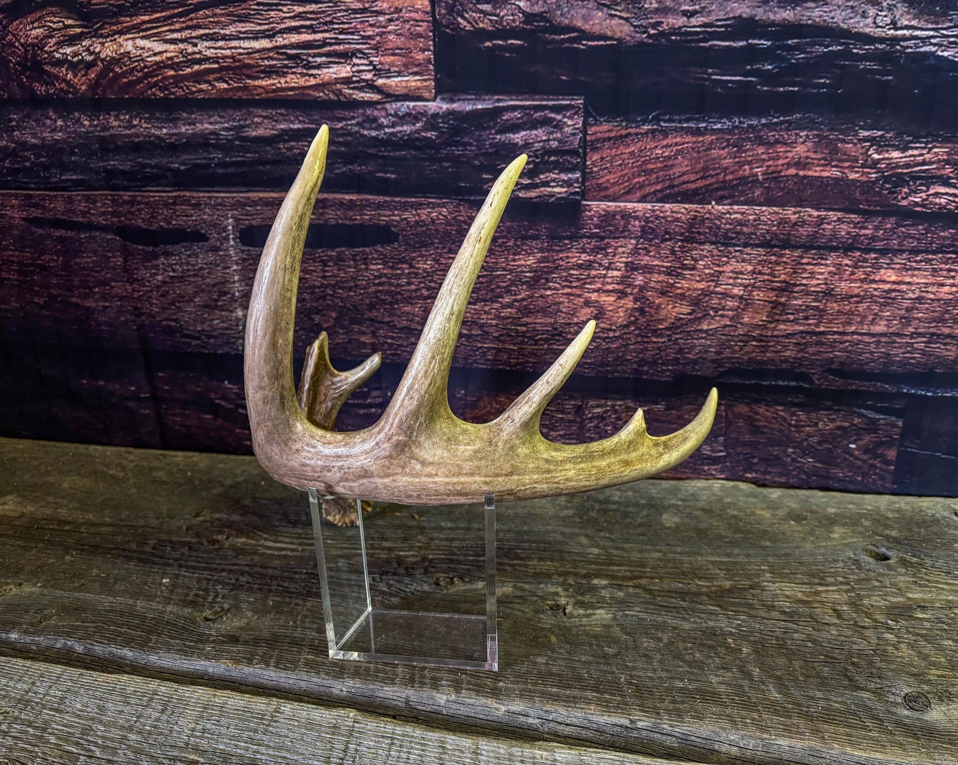 White-tailed Deer Antler - Large, Wild Canadian antler for decor, design, crafting and more!