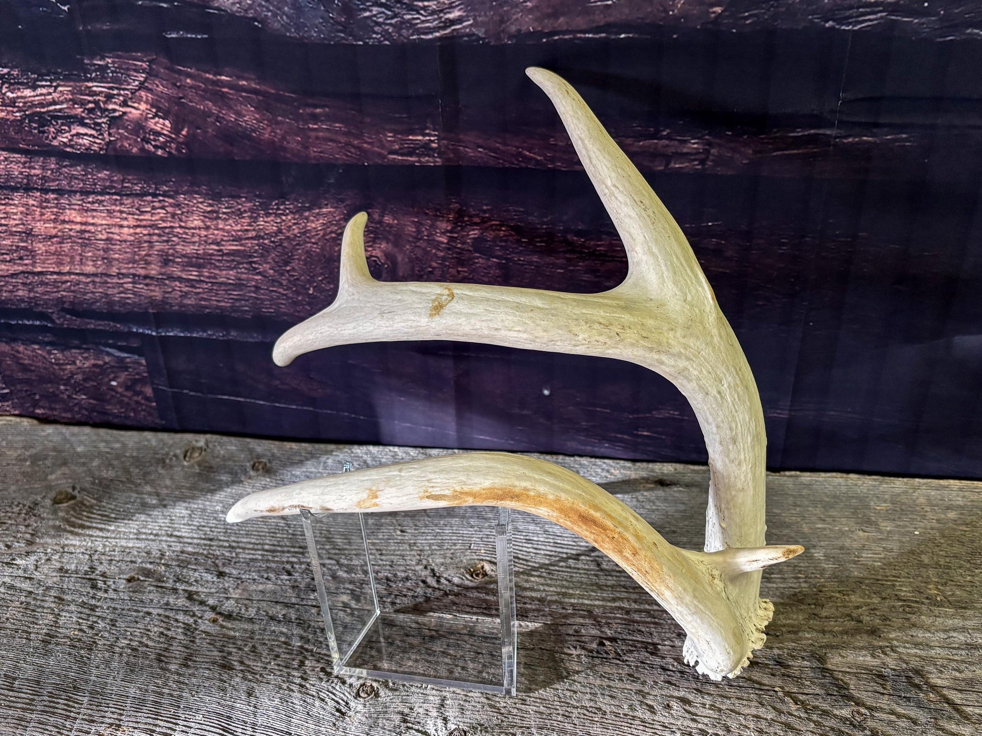 Unique White-tailed Deer Antler - Collectible Canadian Whitetailed deer Antler. Decor, design, crafting and more!