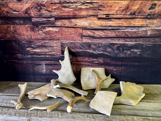 XXL Moose Antler dog treats - Grade B. 100% Sustainable, Naturally Shed.