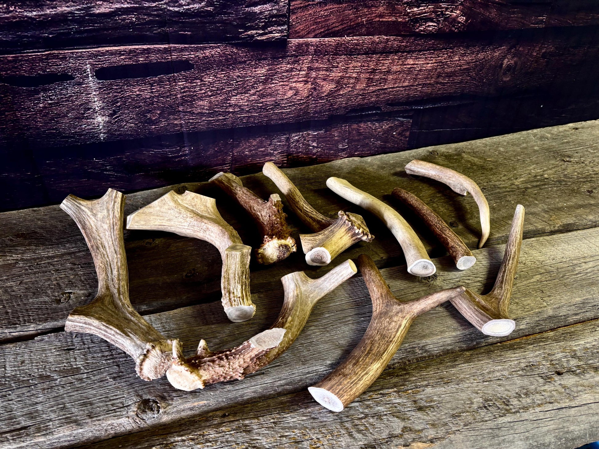 Standard Size Dog Chews! Wild Deer/Elk antler chews. Naturally Sourced.