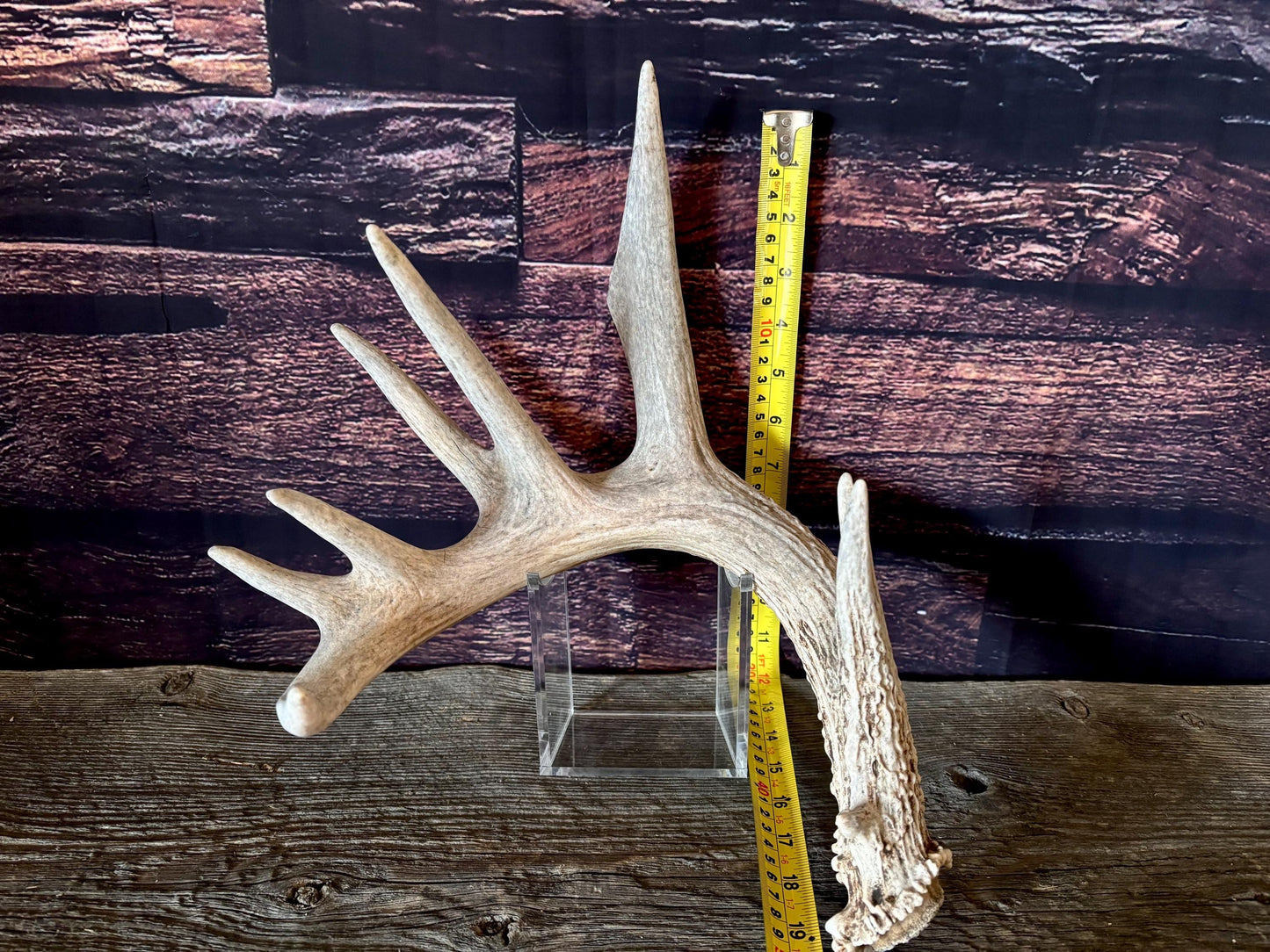 Large White-tailed deer Antler. 8-point buck. Crafting, decor and more!