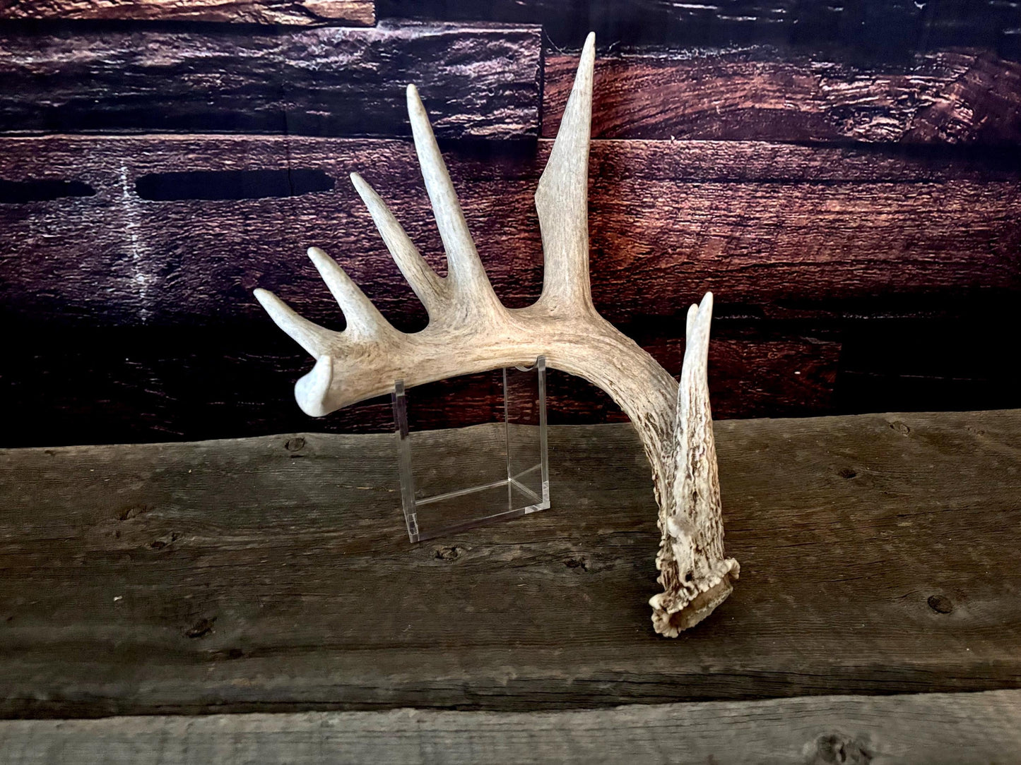Large White-tailed deer Antler. 8-point buck. Crafting, decor and more!