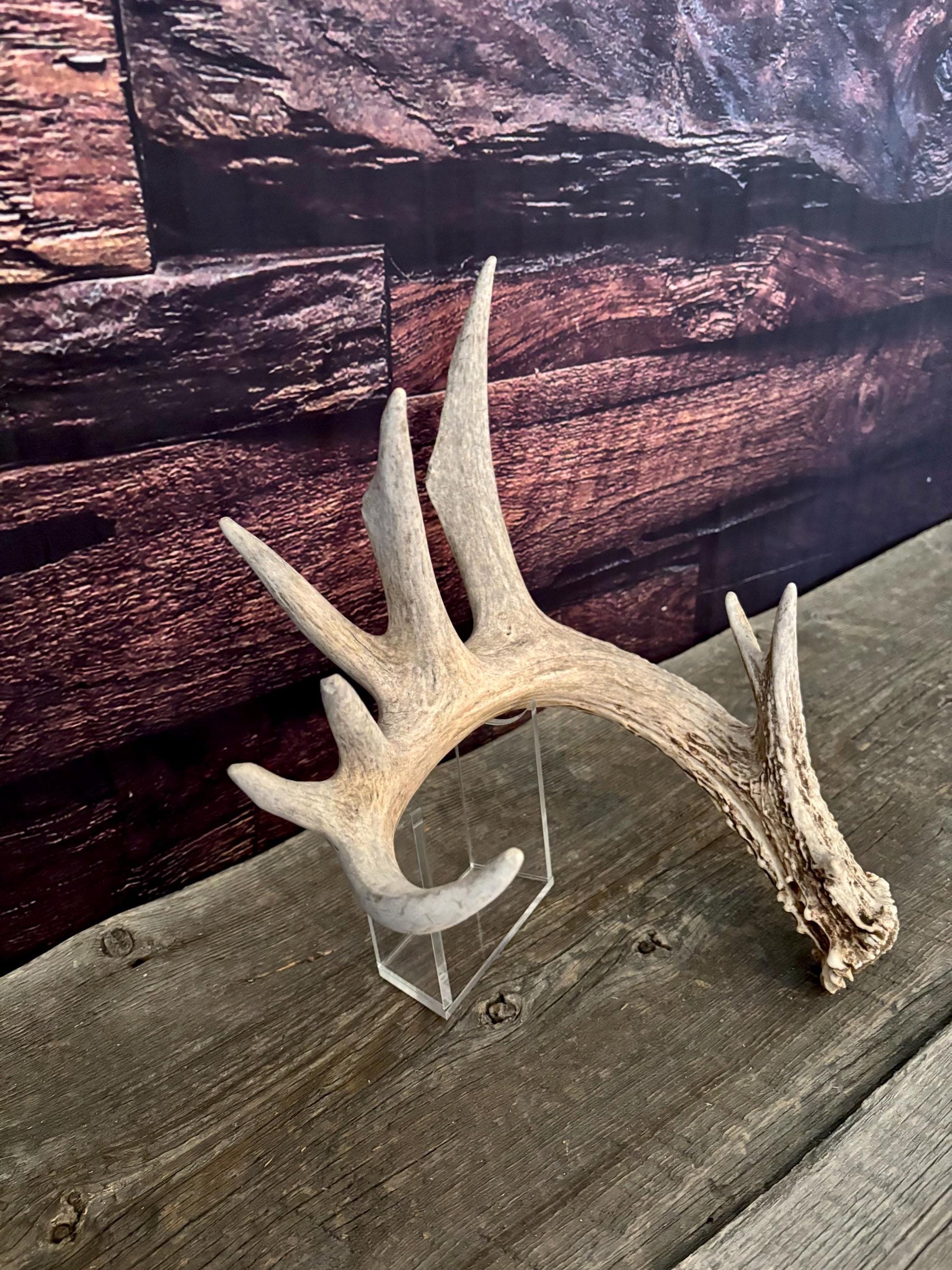 Large White-tailed deer Antler. 8-point buck. Crafting, decor and more!