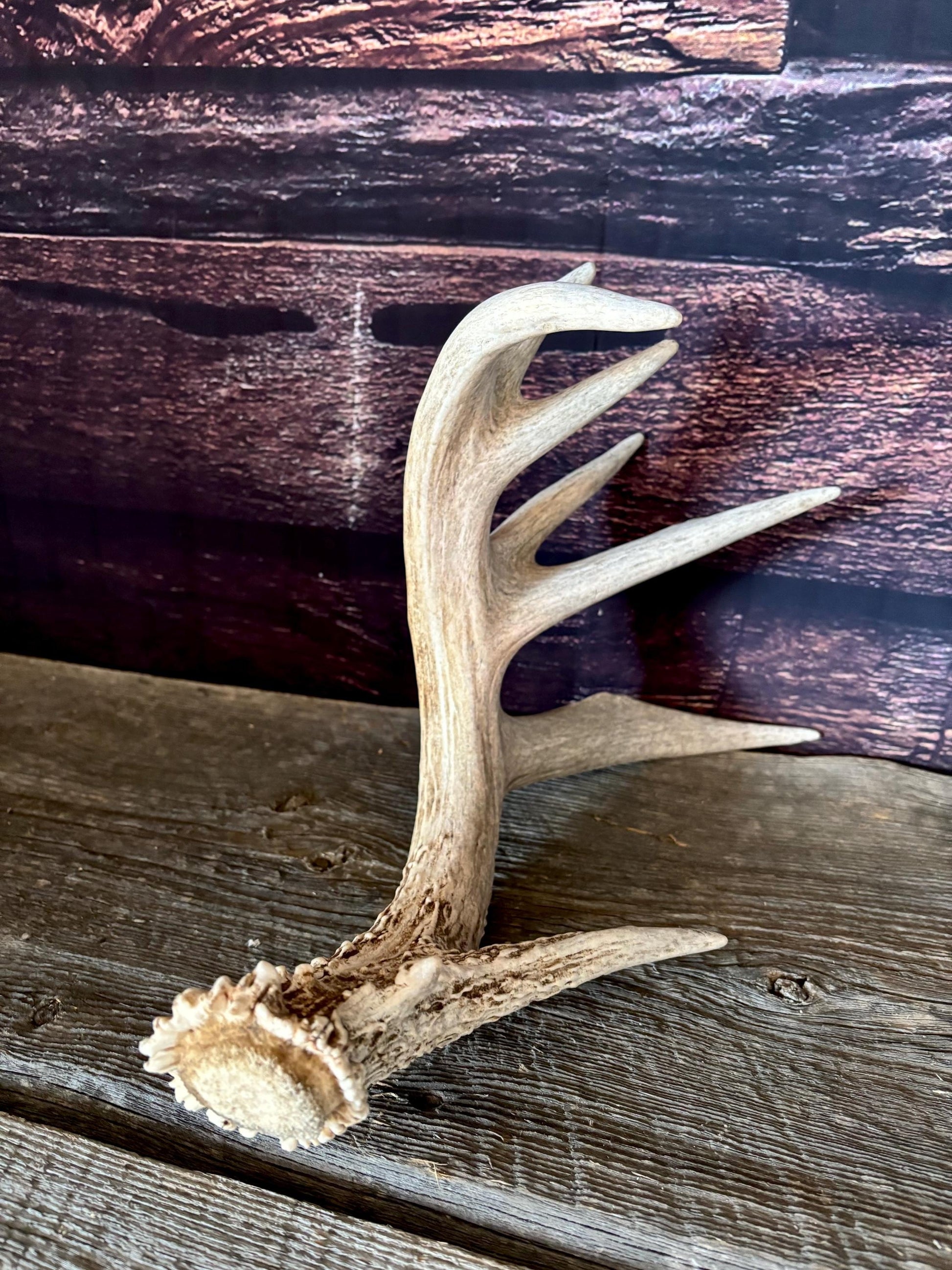 Large White-tailed deer Antler. 8-point buck. Crafting, decor and more!