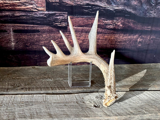 Large White-tailed deer Antler. 8-point buck. Crafting, decor and more!