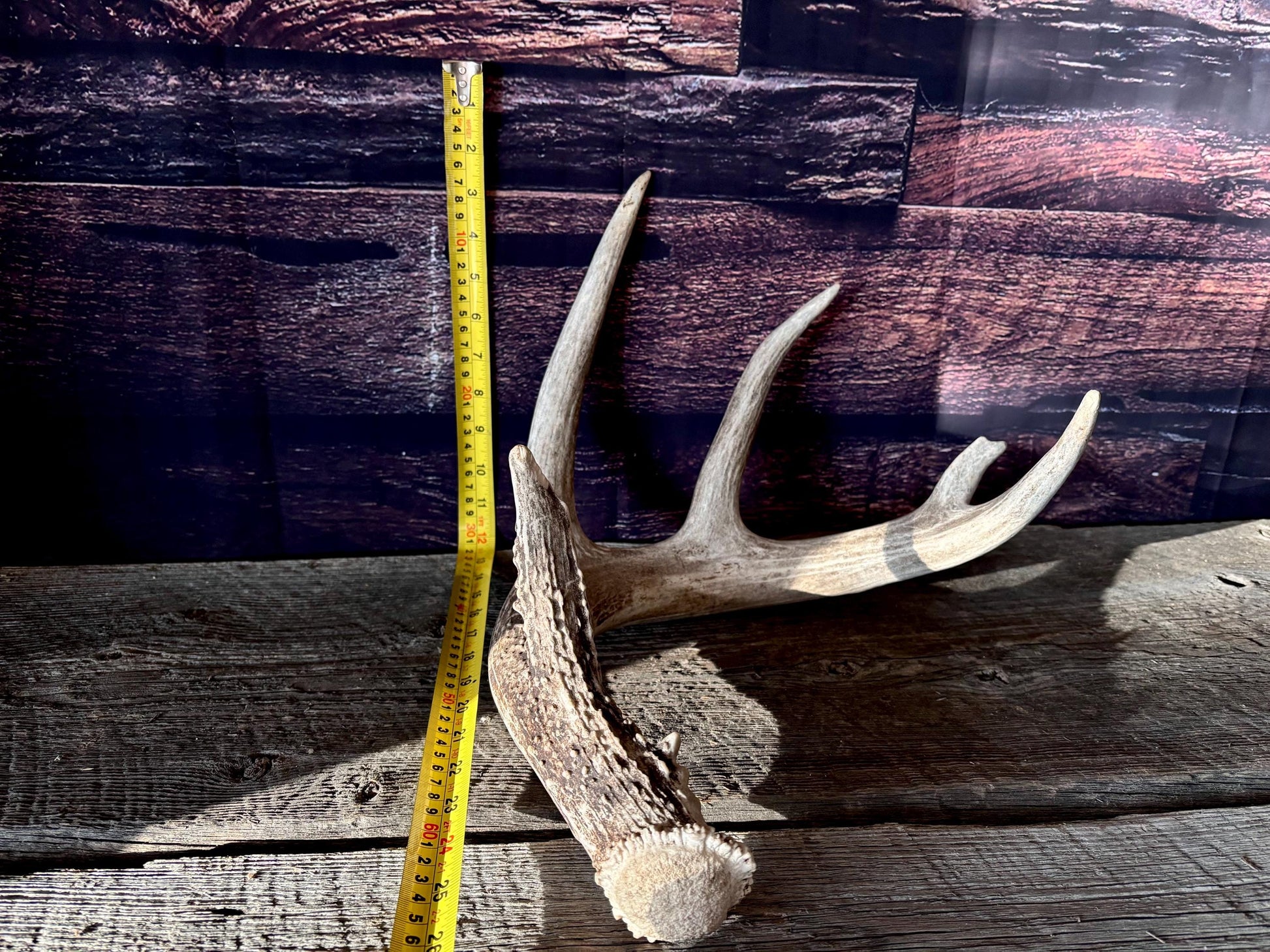Large White-tailed deer Antler. 5 -point buck. Crafting, decor and more!