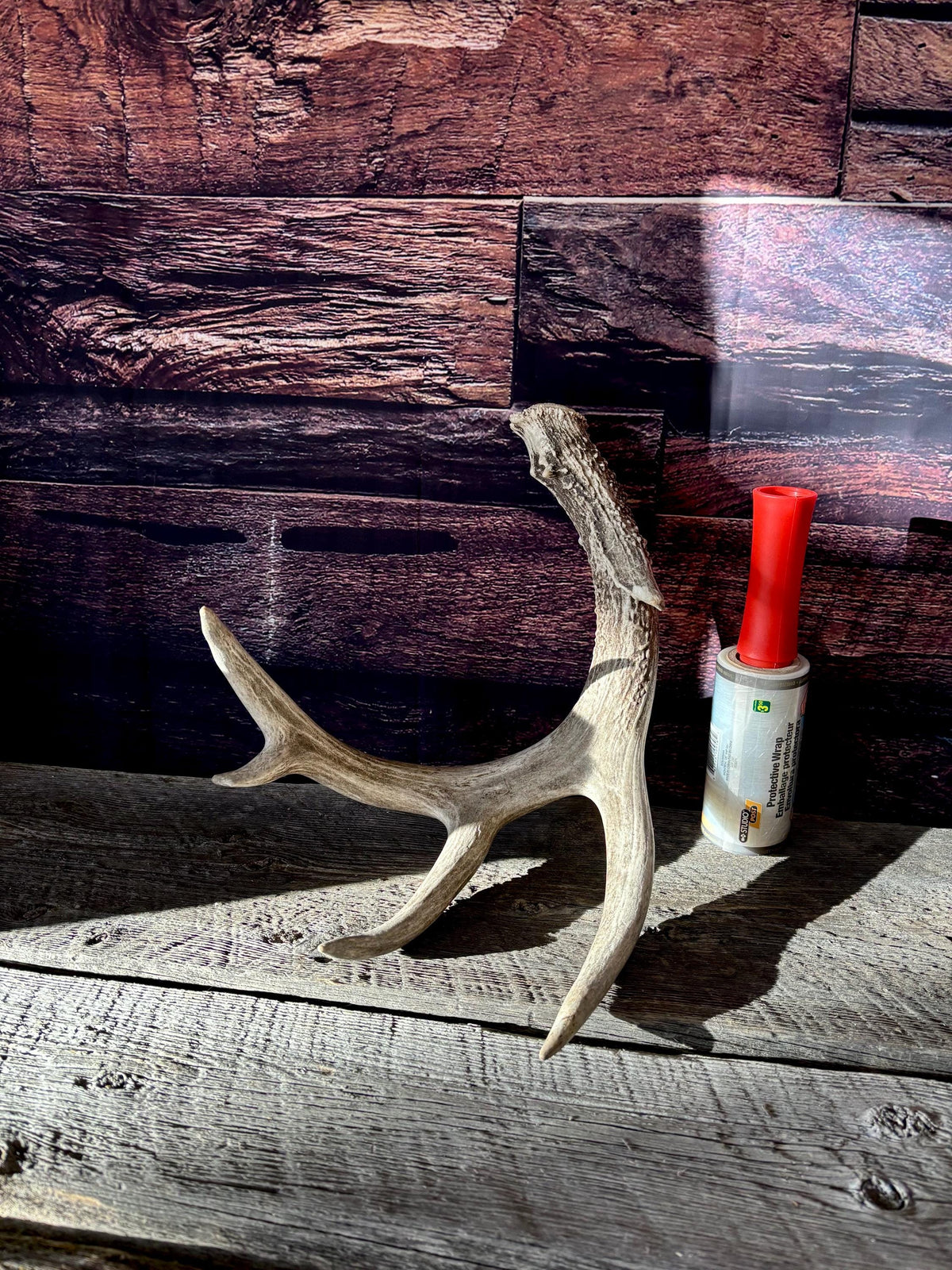 Large White-tailed deer Antler. 5 -point buck. Crafting, decor and more!