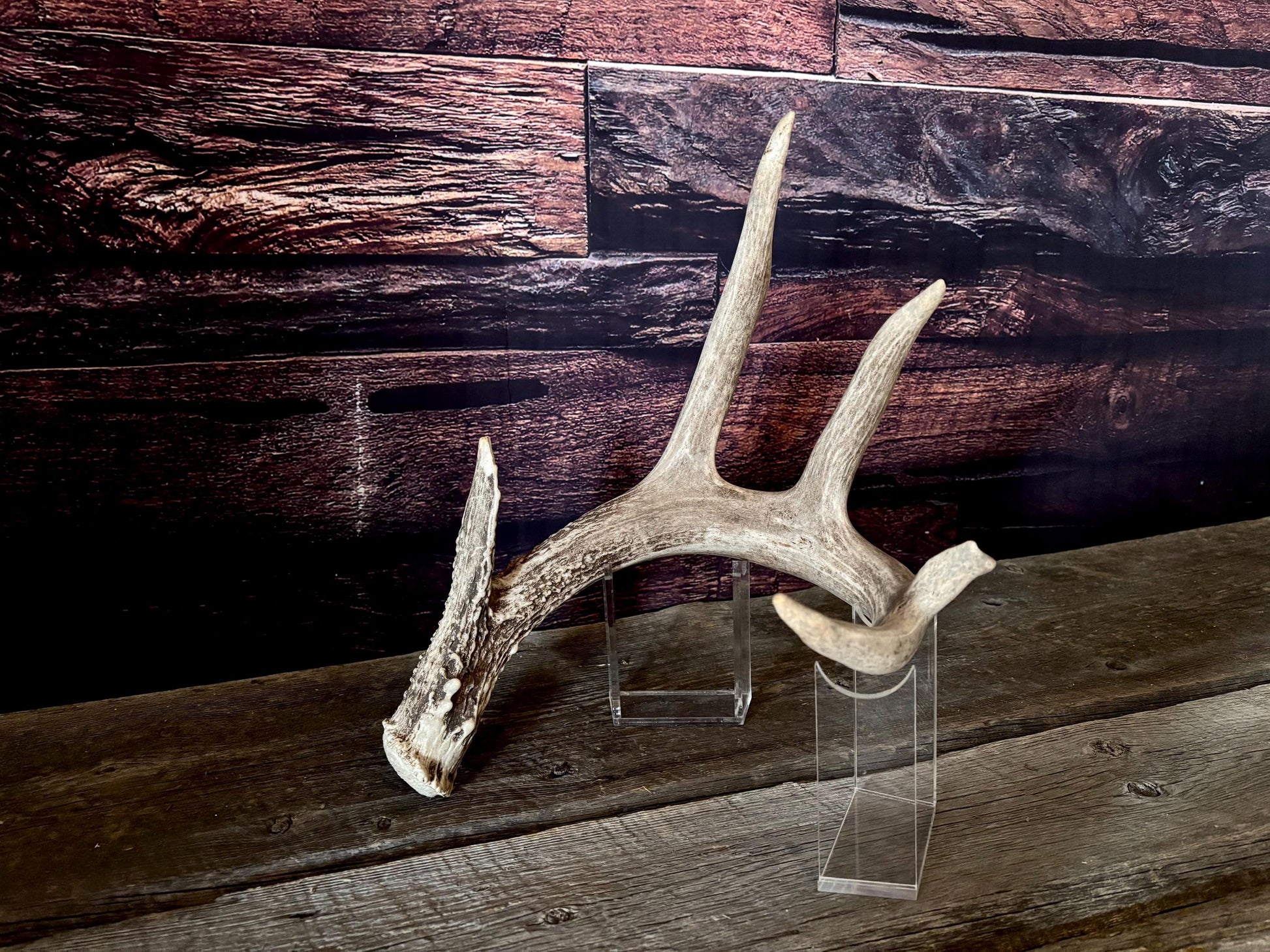 Large White-tailed deer Antler. 5 -point buck. Crafting, decor and more!