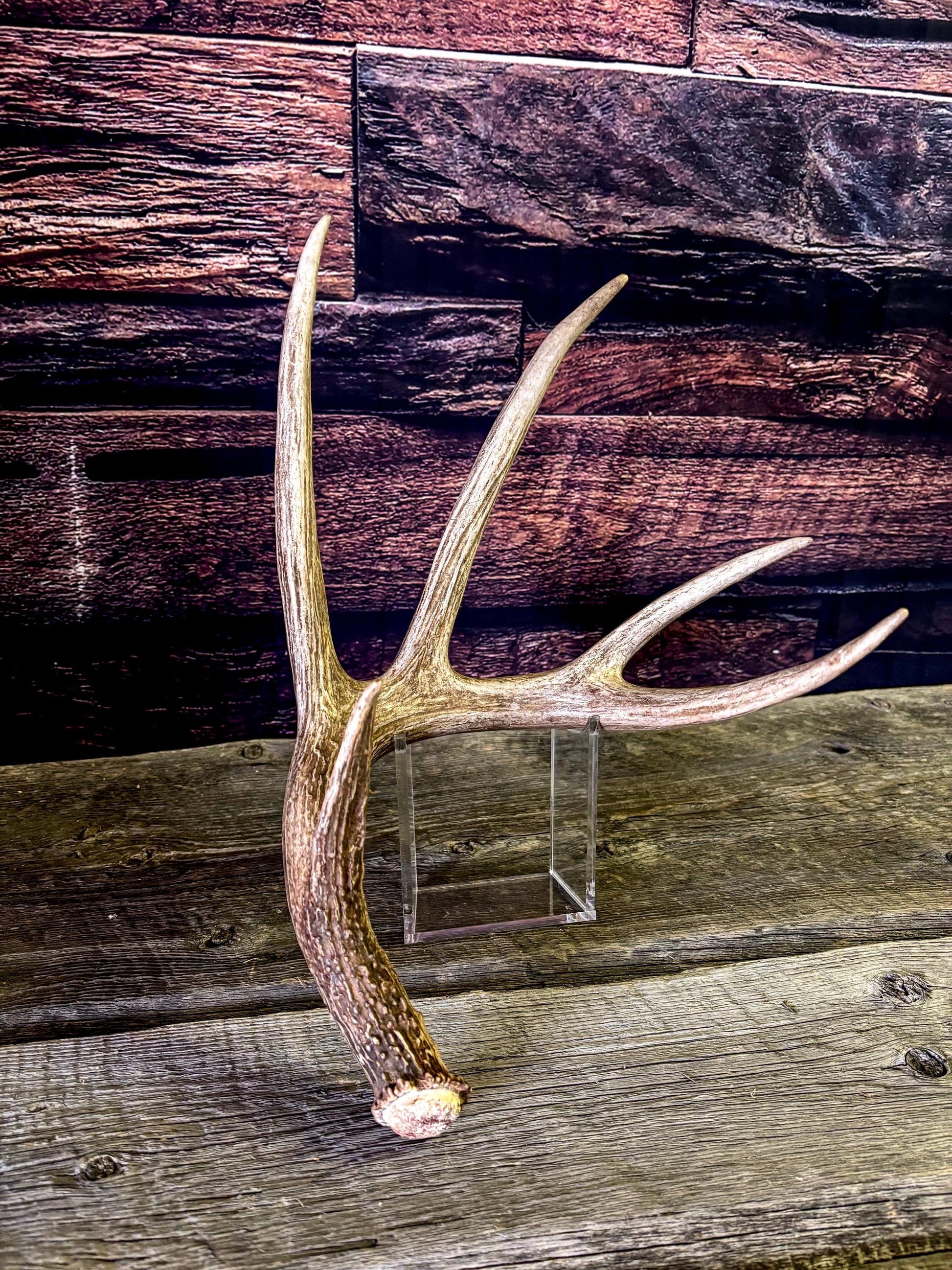 The Perfect White-tailed deer Antler - Extremeley fresh, ideal for crafting, design, simple decor and more!