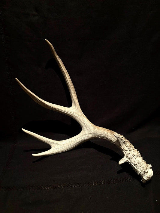 Classic Mule deer antler. Natural Wild Shed Antler. Large, Rustic style decoration. Cabin and Farm decor.