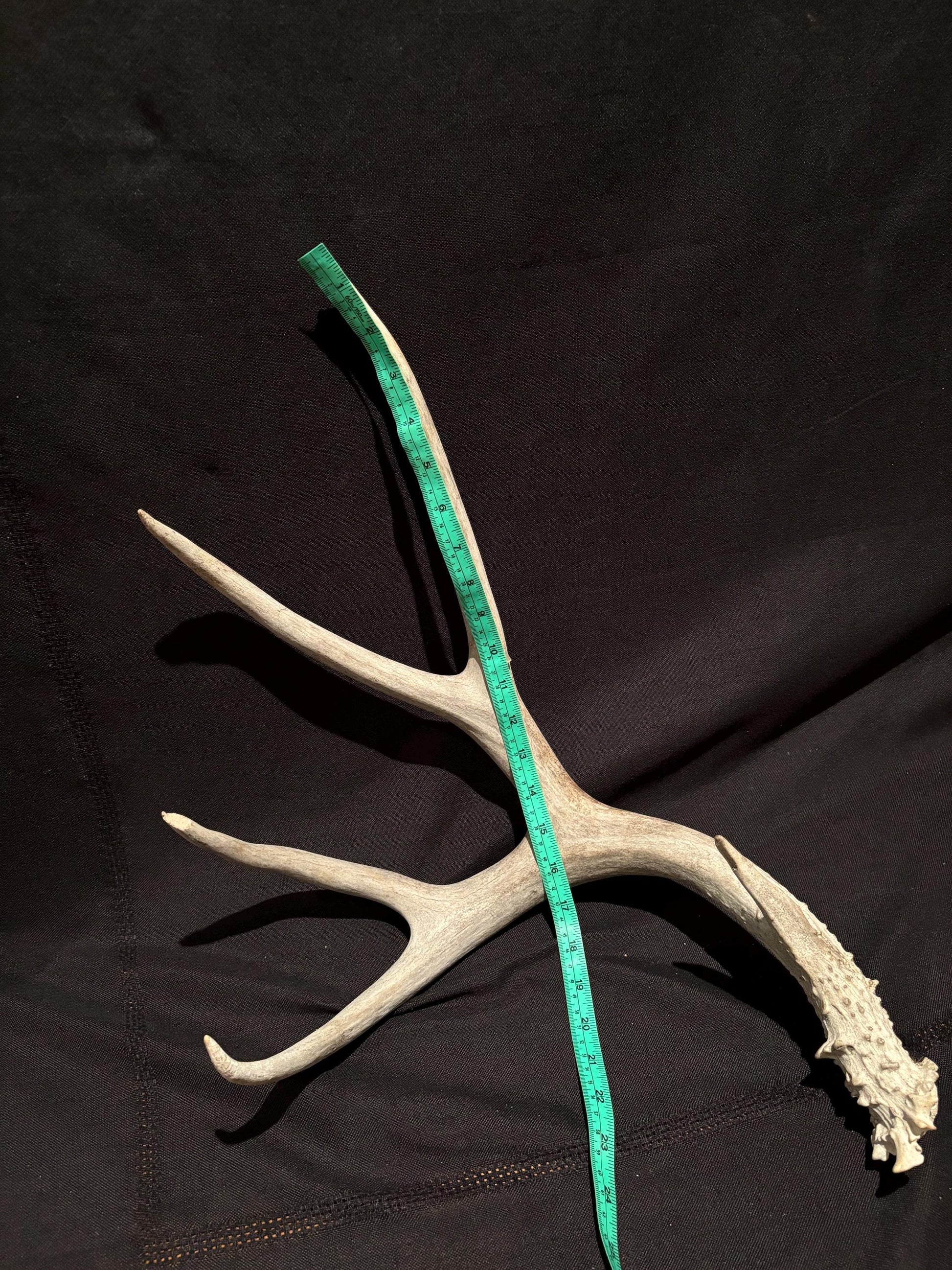 Huge Mule deer antler. Natural Wild Shed Antler. Cabin and Farmhouse decor and More!