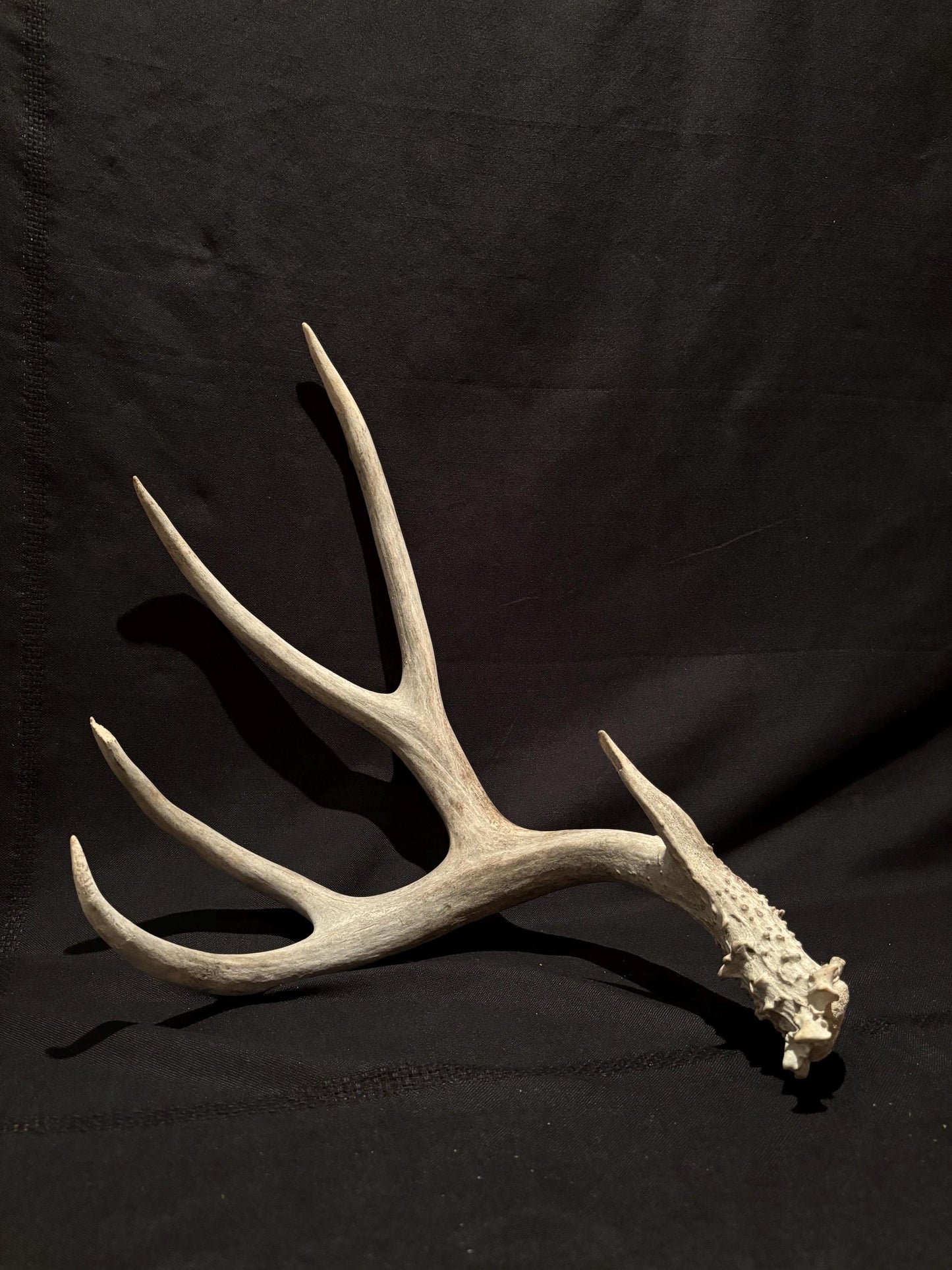 Huge Mule deer antler. Natural Wild Shed Antler. Cabin and Farmhouse decor and More!