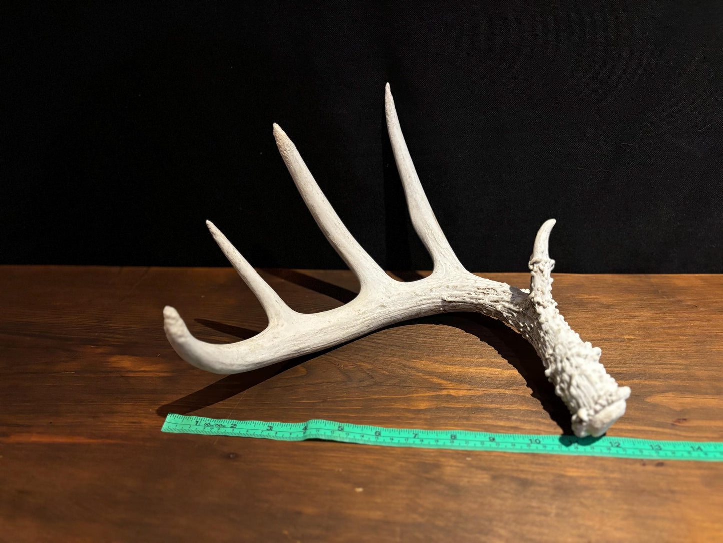 Deer Antler - Classic Saskatchewan 5-Point White-tailed deer Antler. Naturally-shed. Decor, design, crafting and more!