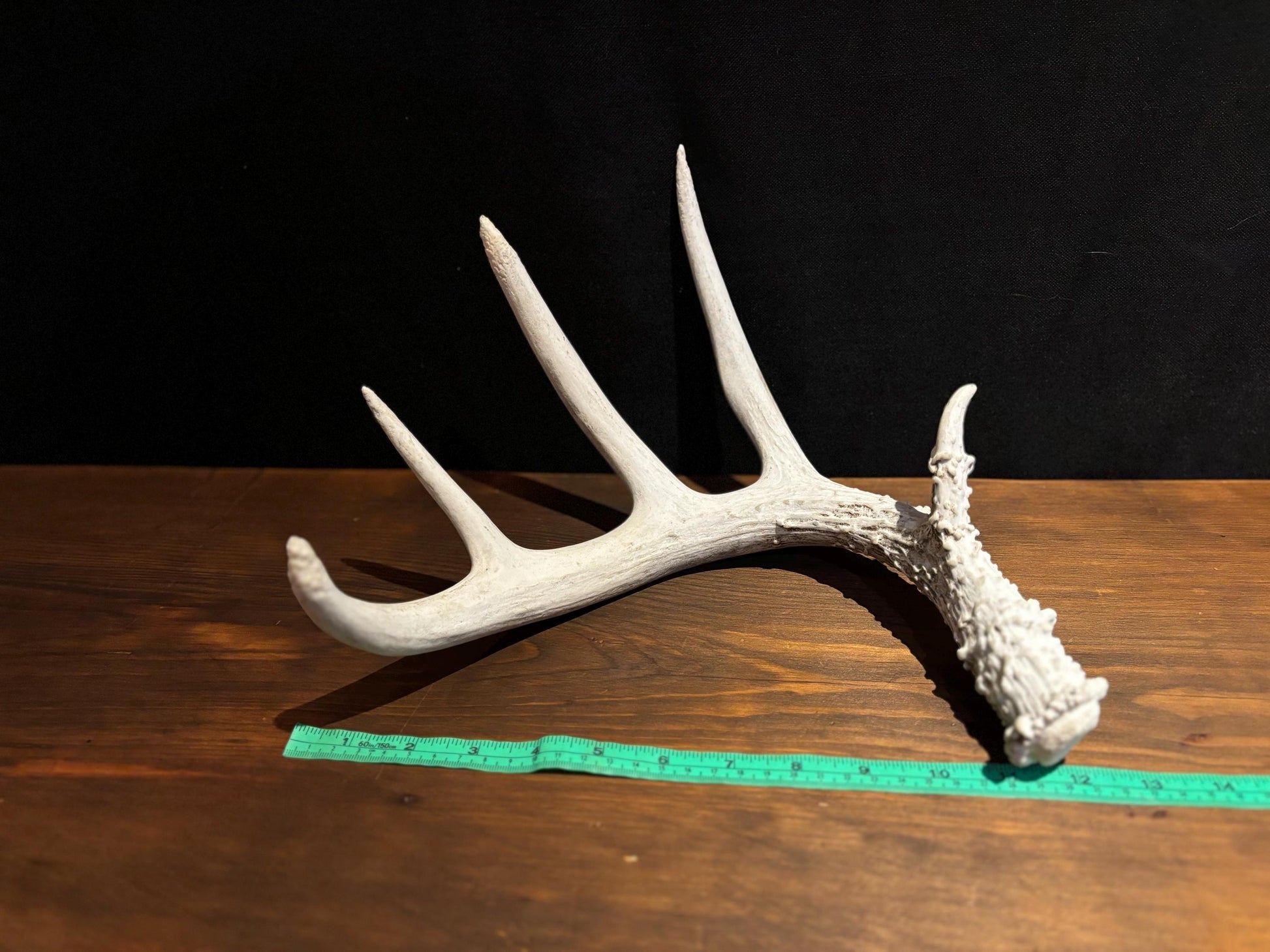 Deer Antler - Classic Saskatchewan 5-Point White-tailed deer Antler. Naturally-shed. Decor, design, crafting and more!