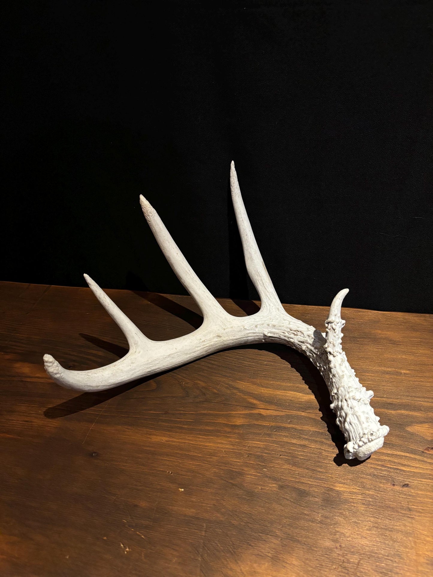 Deer Antler - Classic Saskatchewan 5-Point White-tailed deer Antler. Naturally-shed. Decor, design, crafting and more!