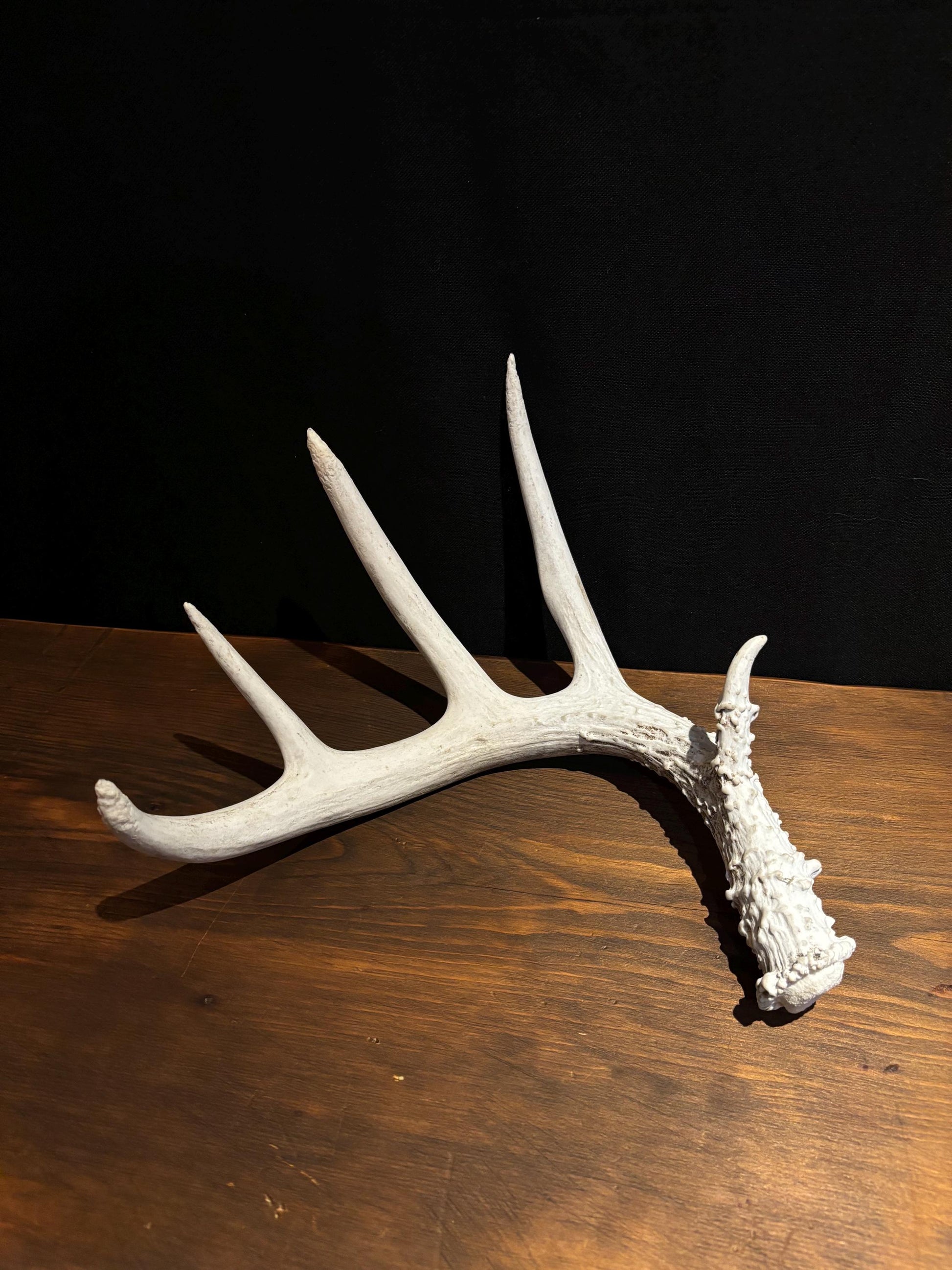 Deer Antler - Classic Saskatchewan 5-Point White-tailed deer Antler. Naturally-shed. Decor, design, crafting and more!