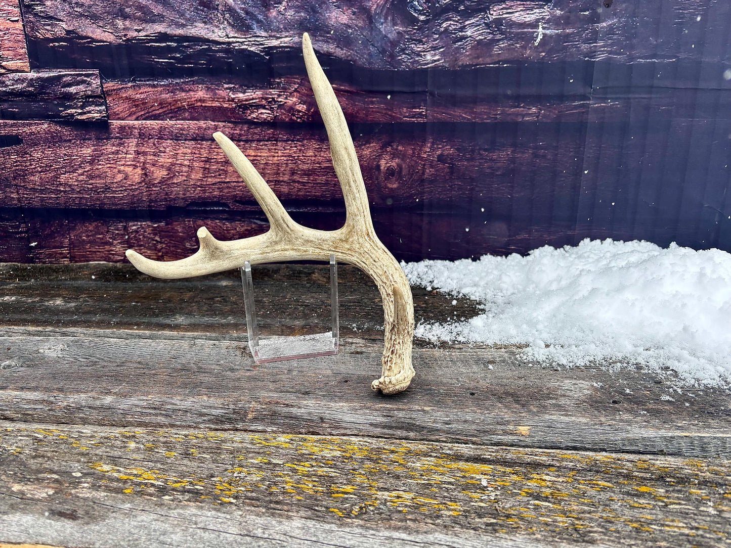 Deer Antler - White-tailed deer Antler. Wild antler for decor, design, crafting and more