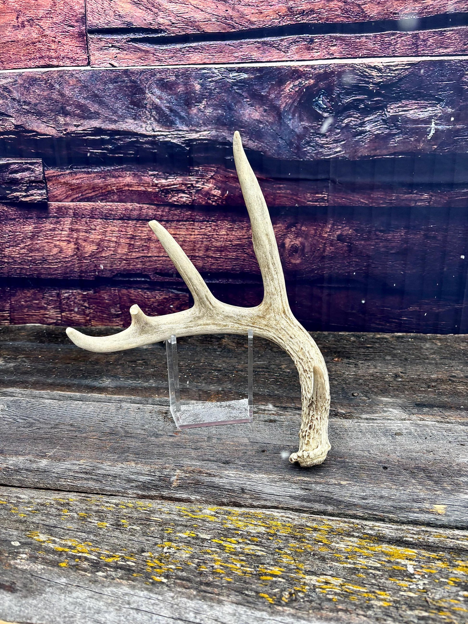 Deer Antler - White-tailed deer Antler. Wild antler for decor, design, crafting and more