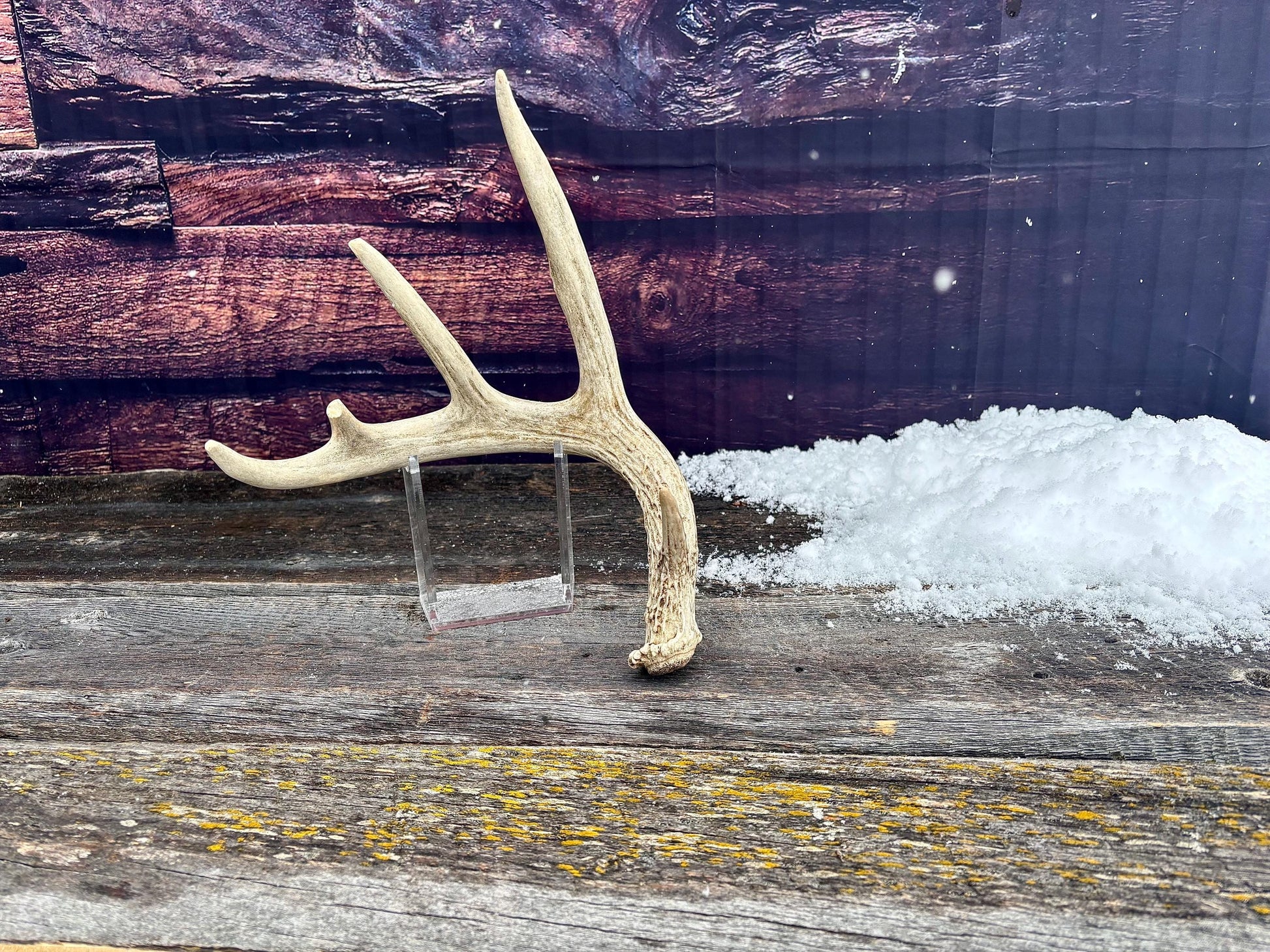 Deer Antler - White-tailed deer Antler. Wild antler for decor, design, crafting and more