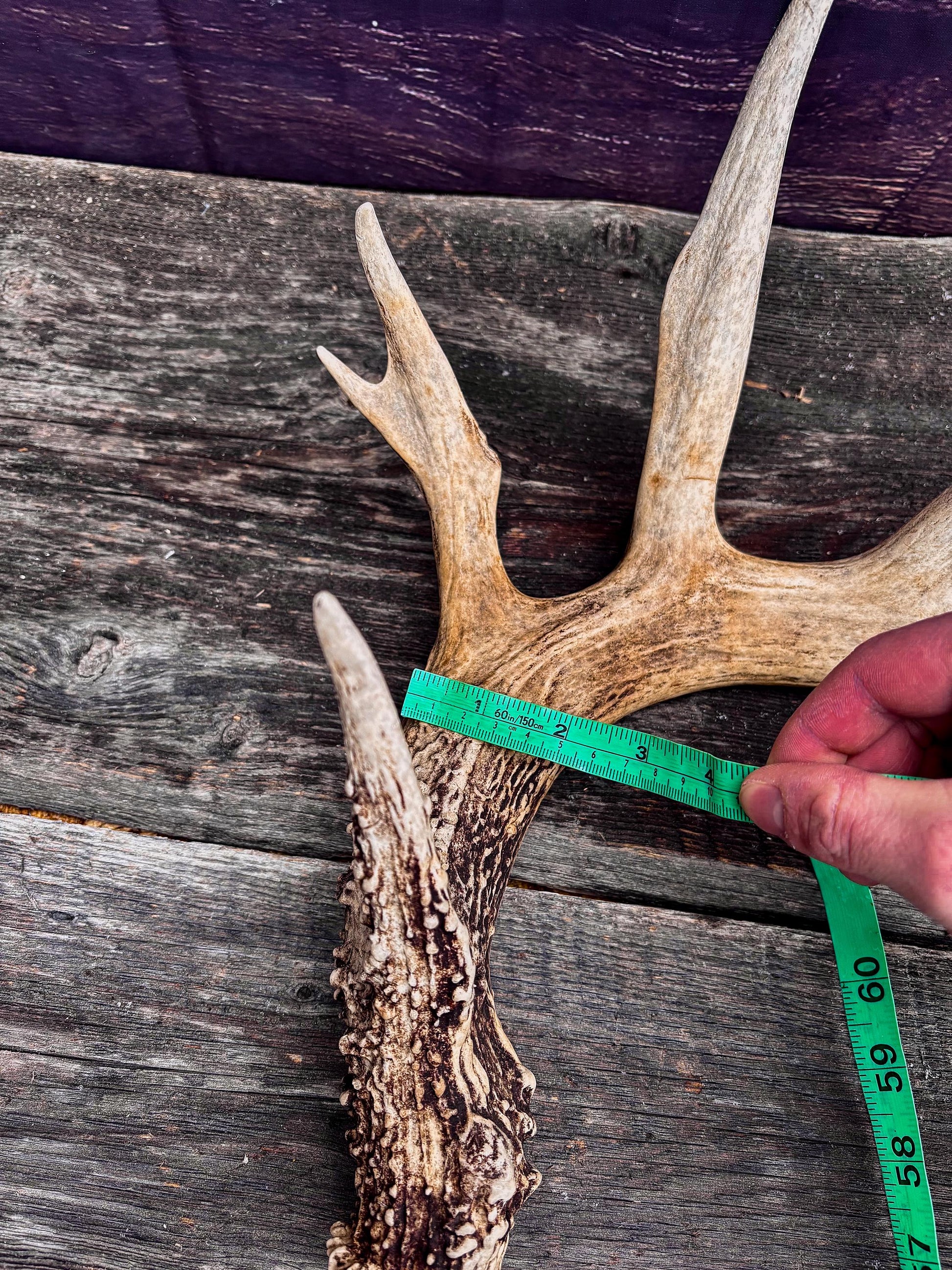Decor Antlers! Large White-tailed deer Antler. 6-point buck. Crafting, decor and more!
