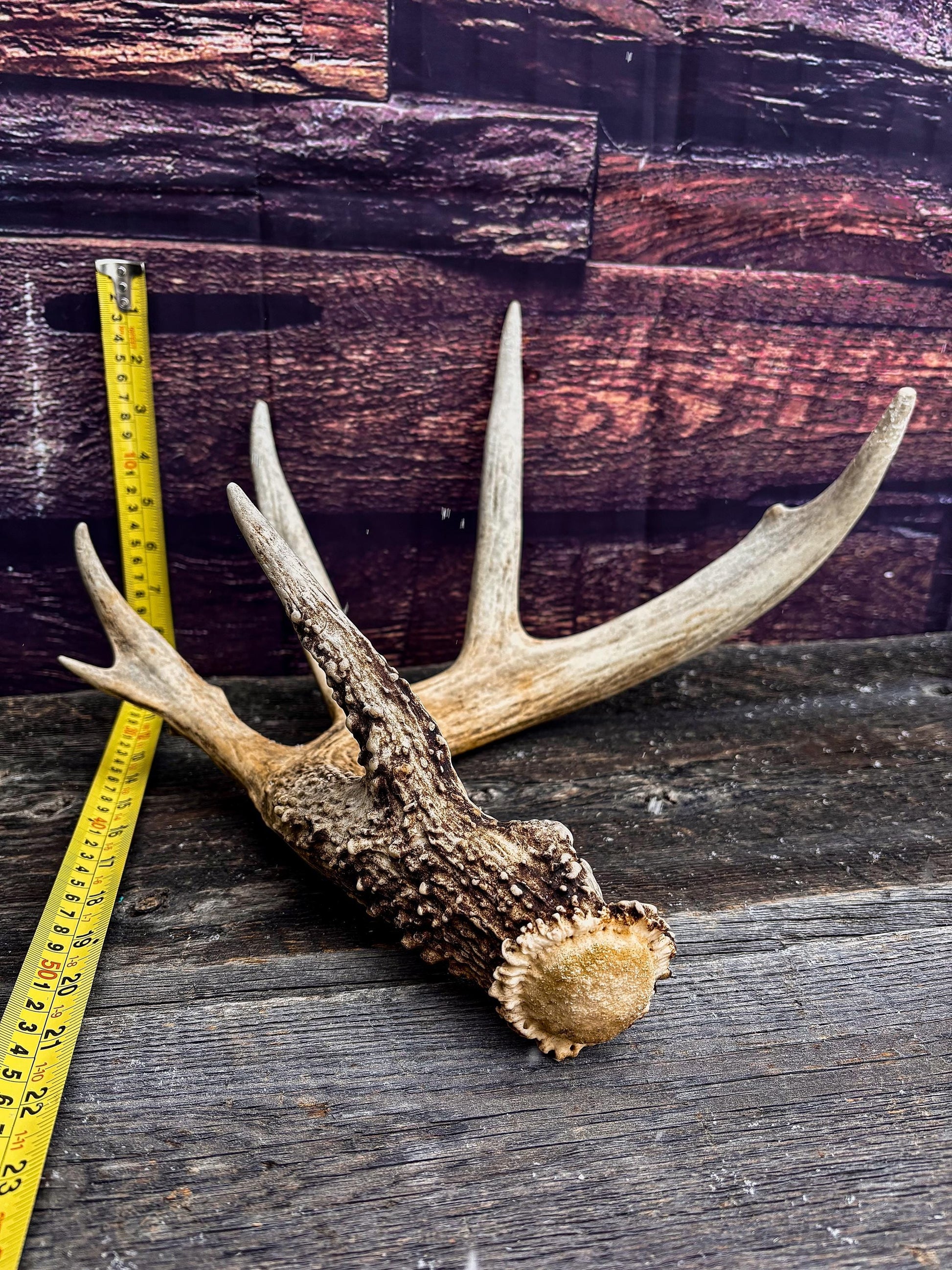 Decor Antlers! Large White-tailed deer Antler. 6-point buck. Crafting, decor and more!