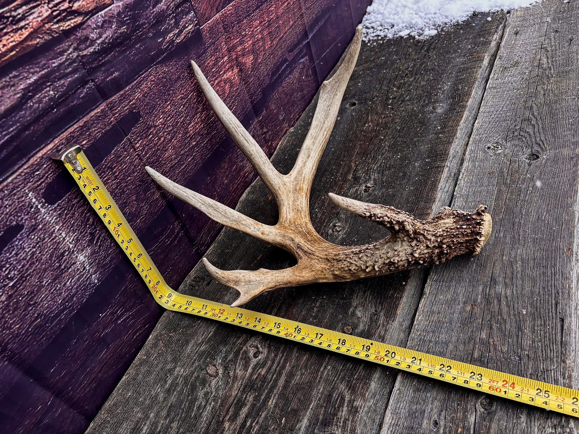 Decor Antlers! Large White-tailed deer Antler. 6-point buck. Crafting, decor and more!