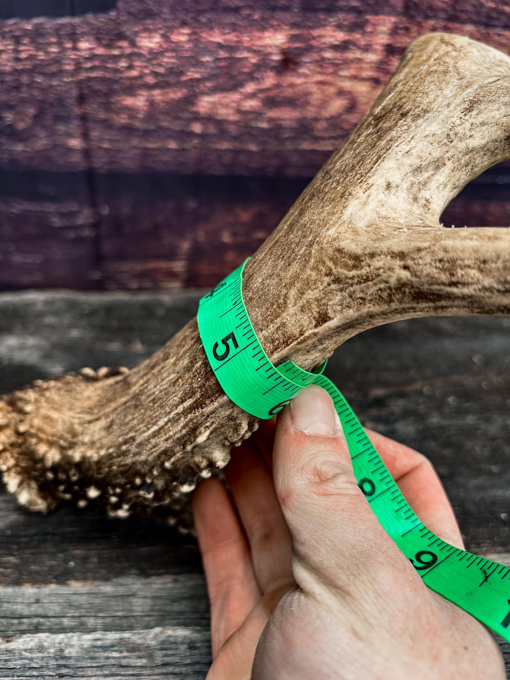 Decor Antlers! Large White-tailed deer Antler. 6-point buck. Crafting, decor and more!