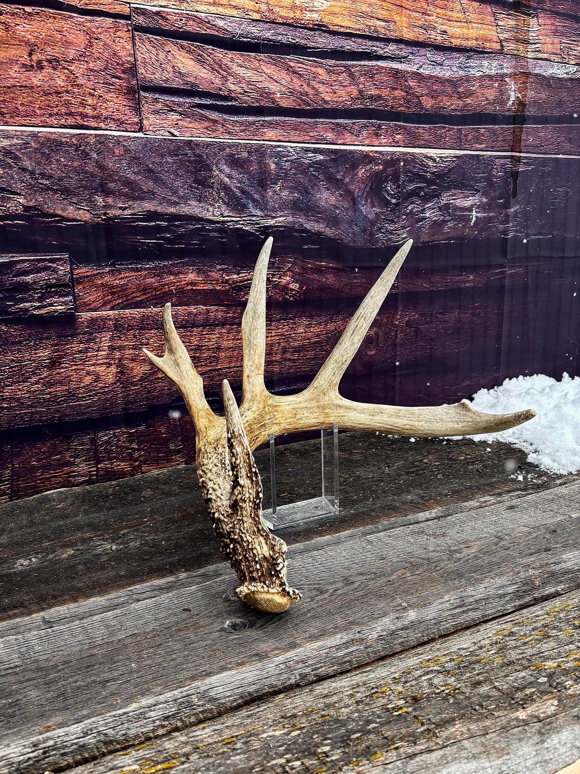 Decor Antlers! Large White-tailed deer Antler. 6-point buck. Crafting, decor and more!