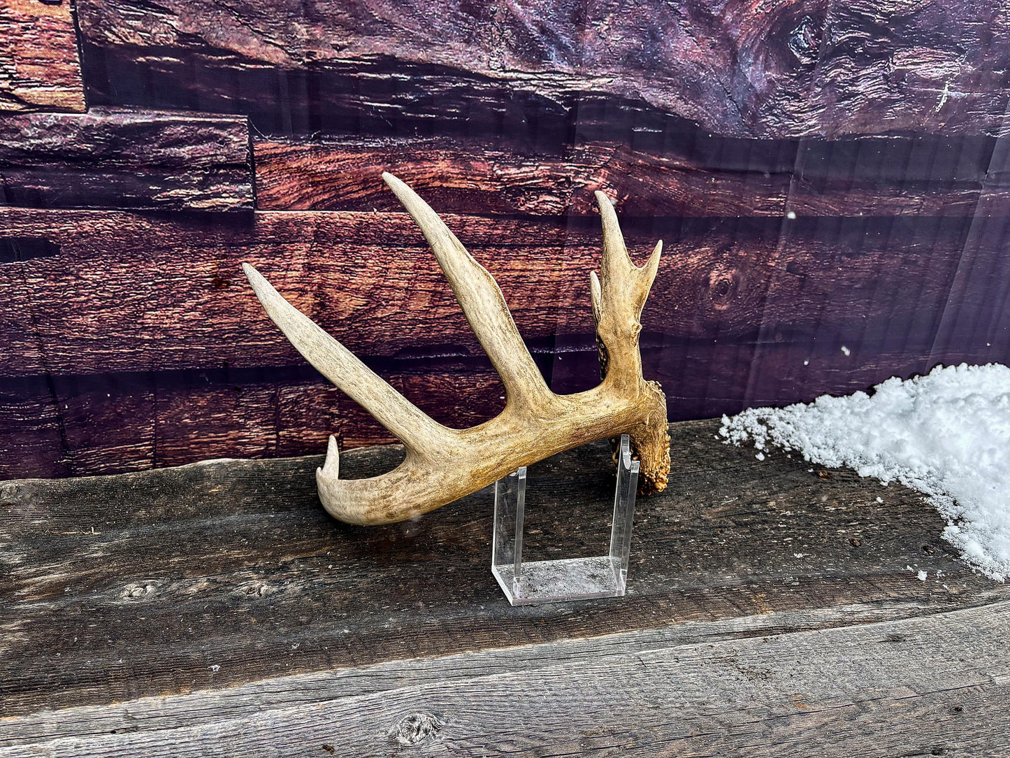 Decor Antlers! Large White-tailed deer Antler. 6-point buck. Crafting, decor and more!