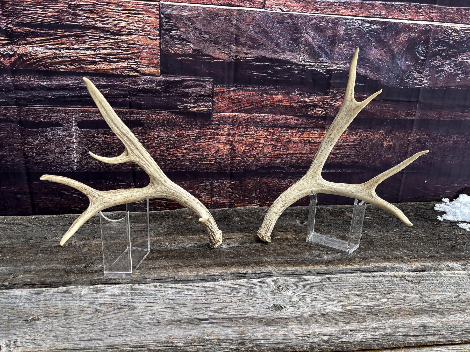 Deer Antlers - Medium-small sized Mule deer sheds, matched pair! Naturally shed. Decor. Crafting and More!