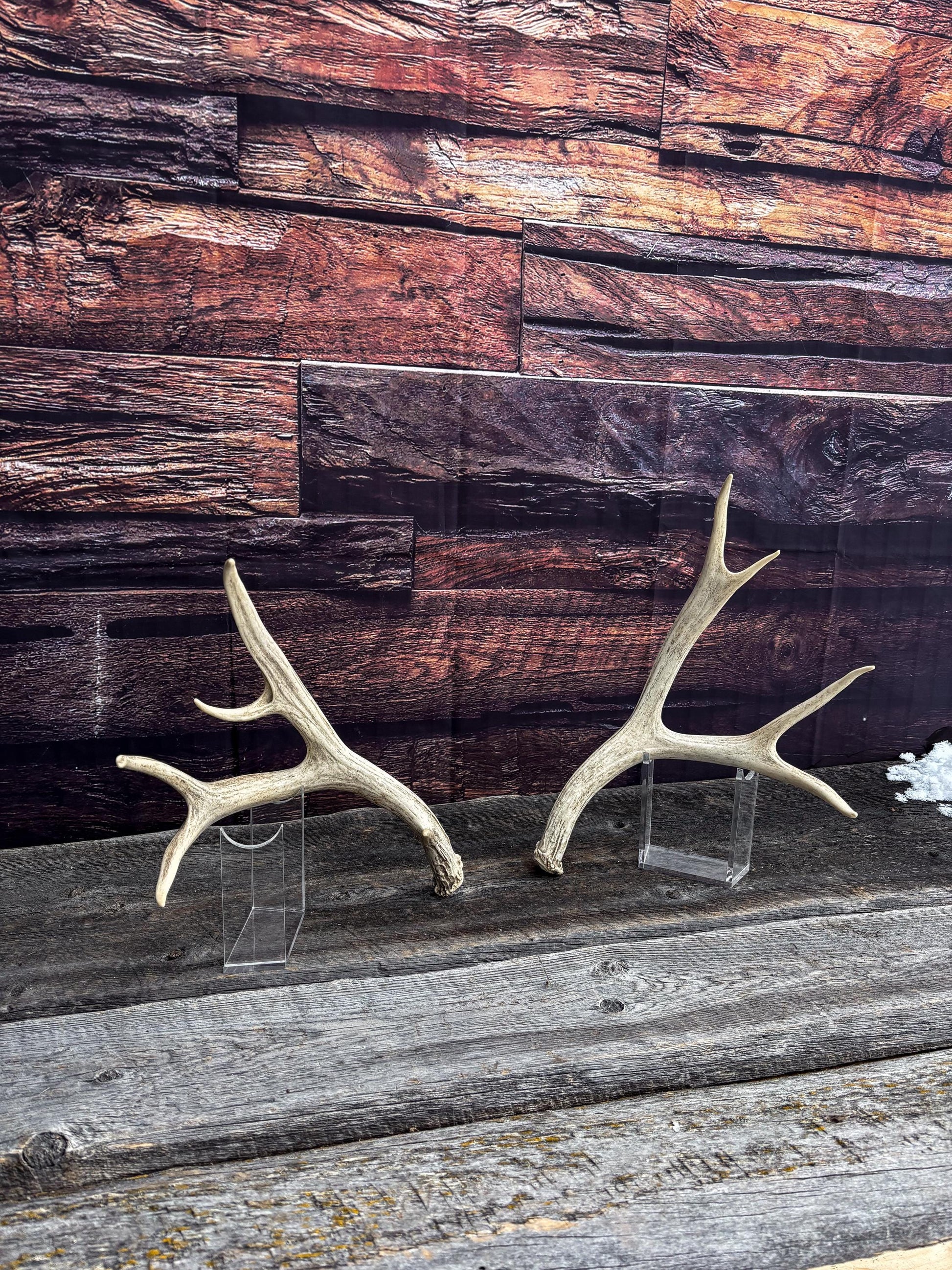 Deer Antlers - Medium-small sized Mule deer sheds, matched pair! Naturally shed. Decor. Crafting and More!