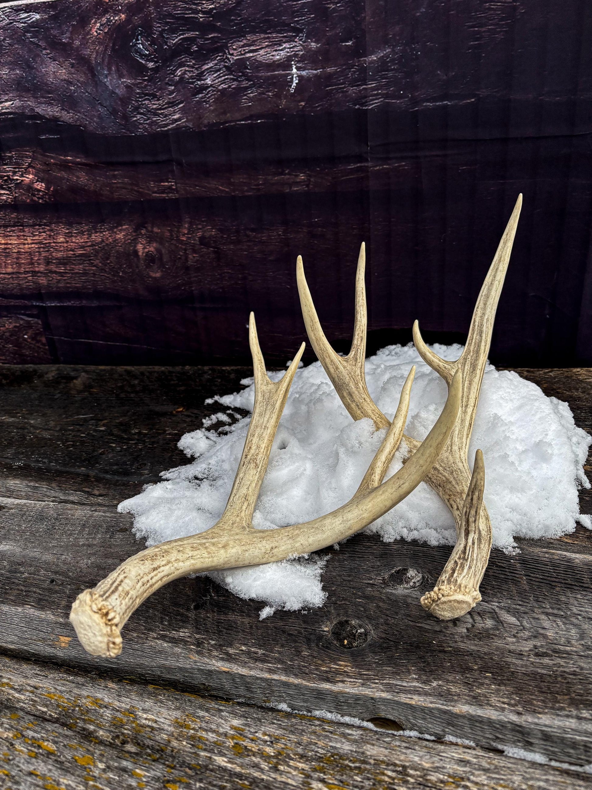 Deer Antlers - Medium-small sized Mule deer sheds, matched pair! Naturally shed. Decor. Crafting and More!