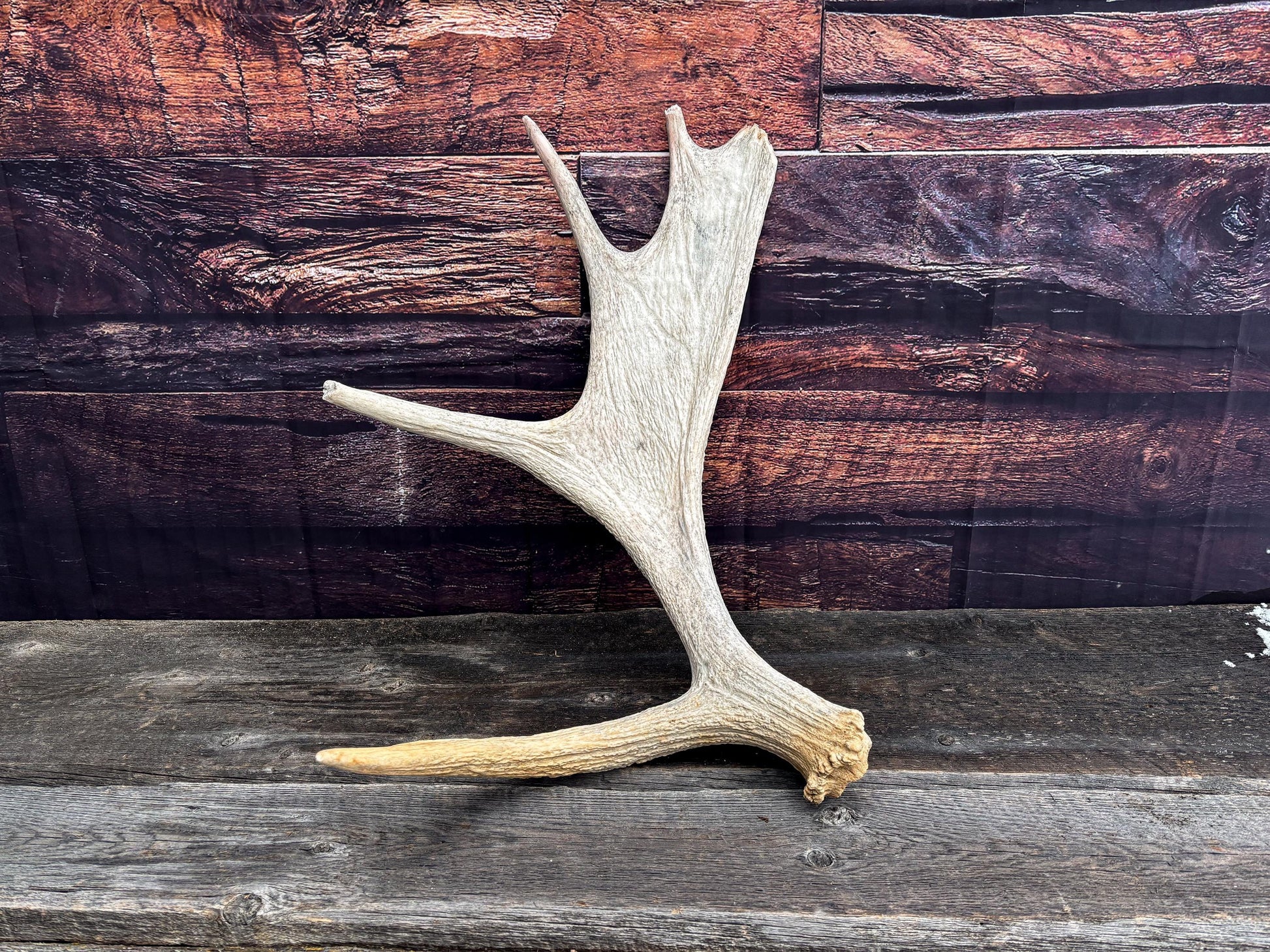 Moose Shed Antler. Medium sized wild moose antler. Decor, crafting and more!