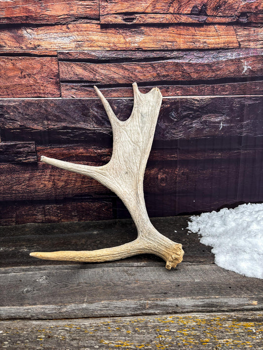 Moose Shed Antler. Medium sized wild moose antler. Decor, crafting and more!