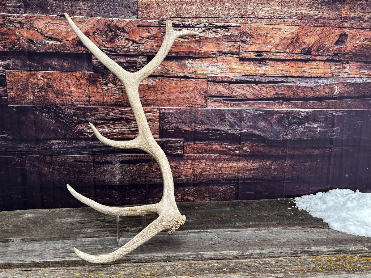 Antler from a Wild Canadian Bull Elk! Home and Cabin Decor, Crafting and Table Centerpiece.