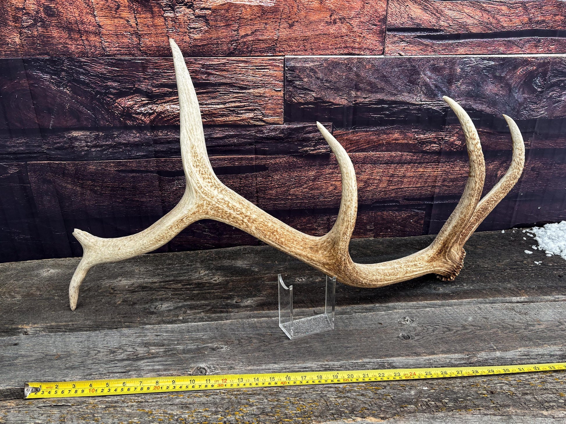 Antler from a Wild Canadian Bull Elk! Home and Cabin Decor, Crafting and Table Centerpiece.