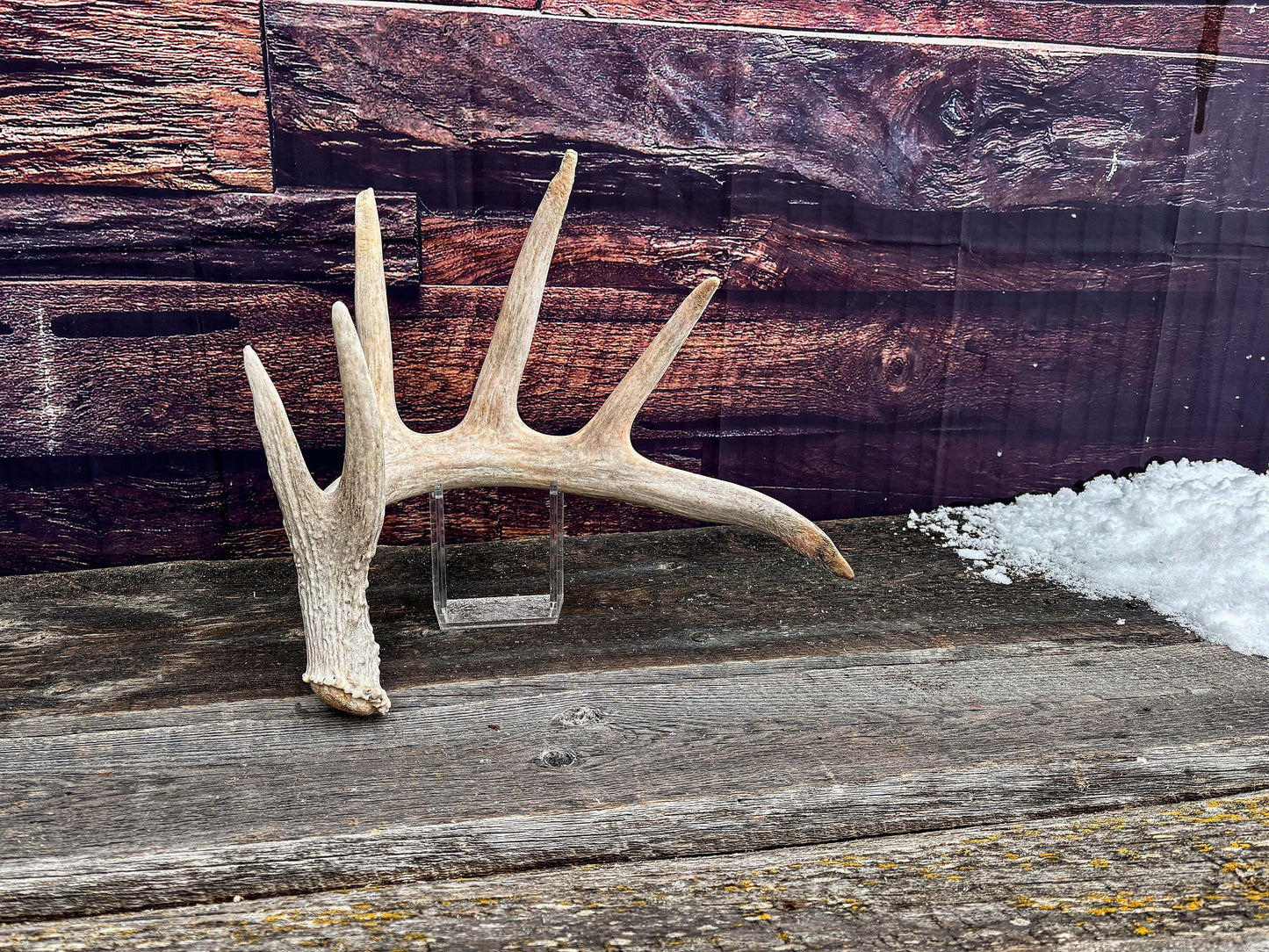 Large White-tailed deer Antler. Huge 6 point antler. Crafting, decor and more!