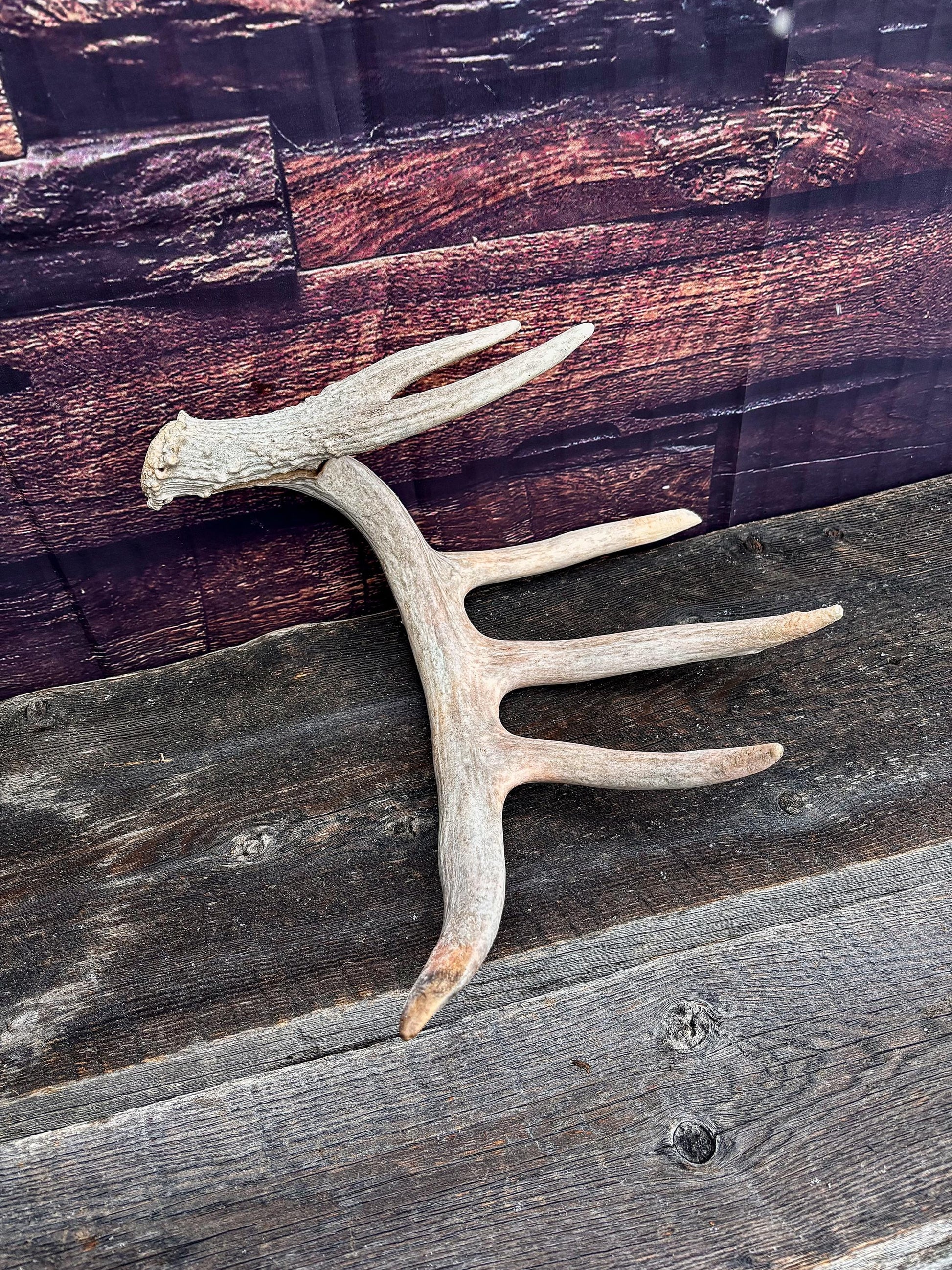 Large White-tailed deer Antler. Huge 6 point antler. Crafting, decor and more!